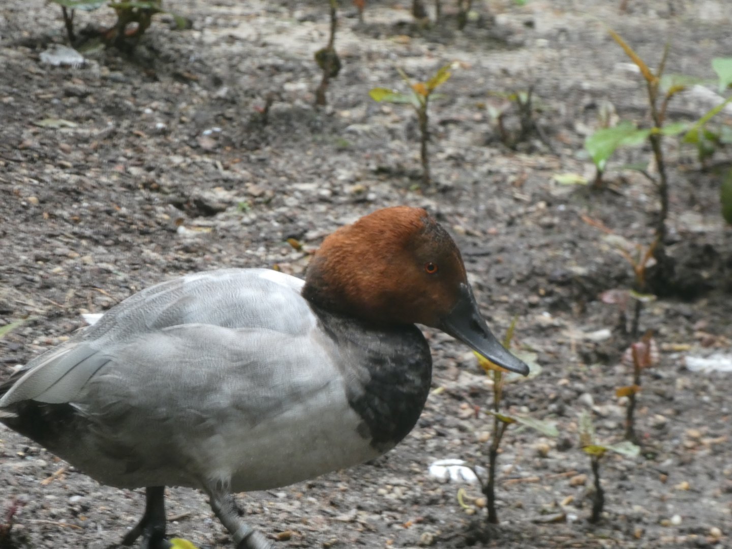 Bird ID? - Weltvogelpark Walsrode