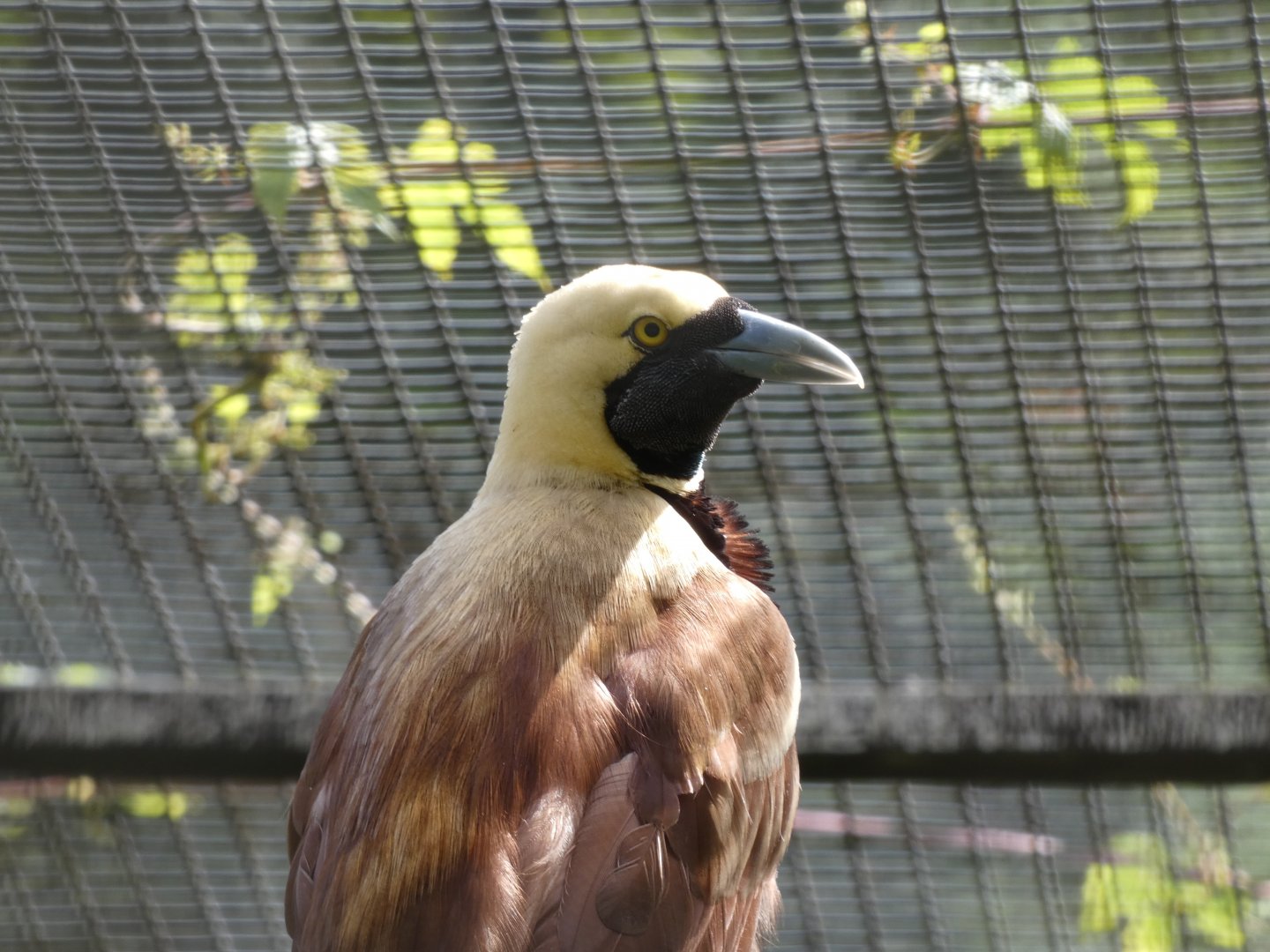 Bird ID? - Weltvogelpark Walsrode