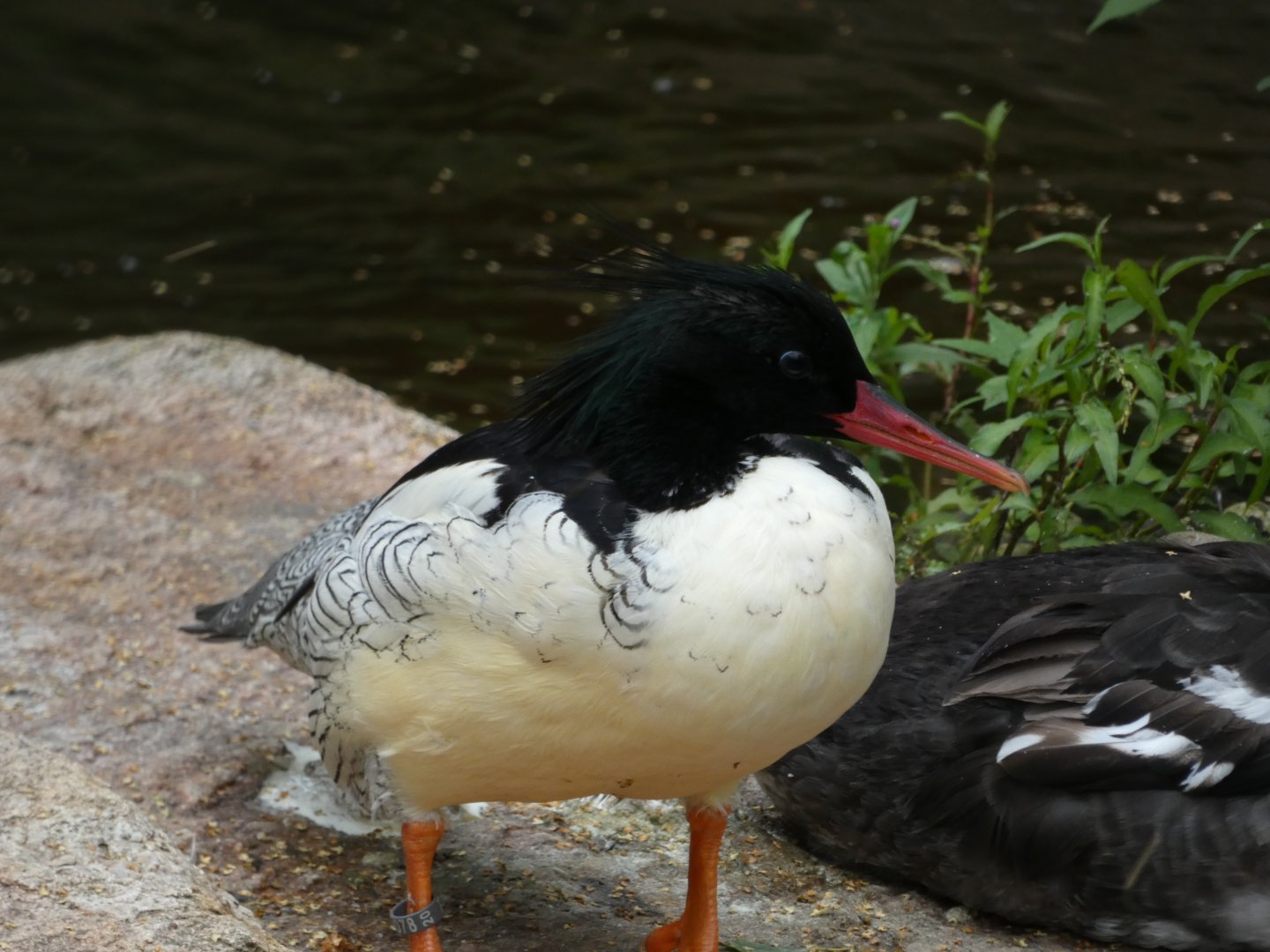 Bird ID? - Weltvogelpark Walsrode