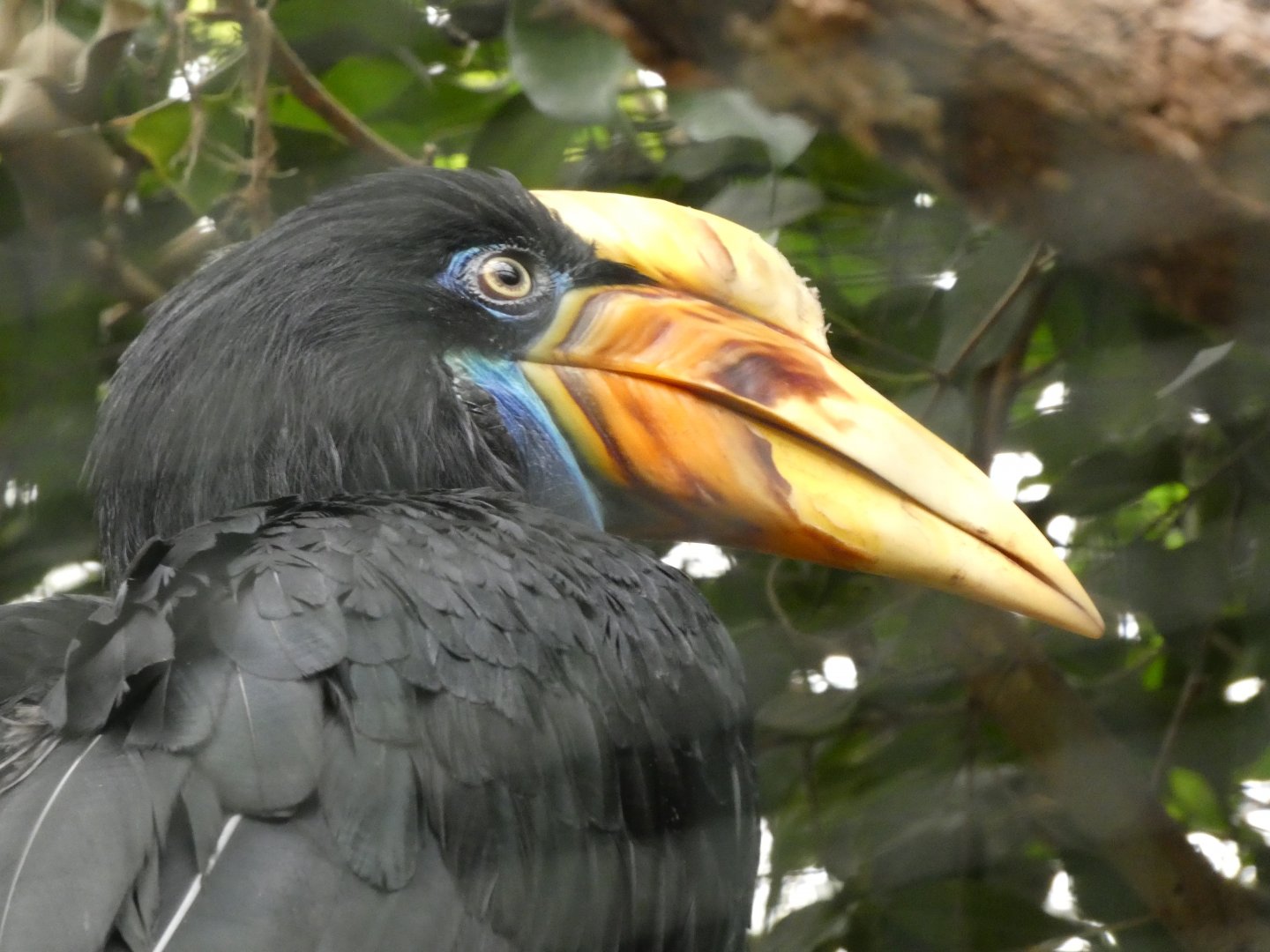 Bird ID? - Weltvogelpark Walsrode