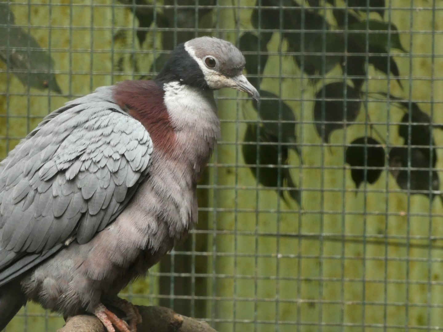 Bird ID? - Weltvogelpark Walsrode