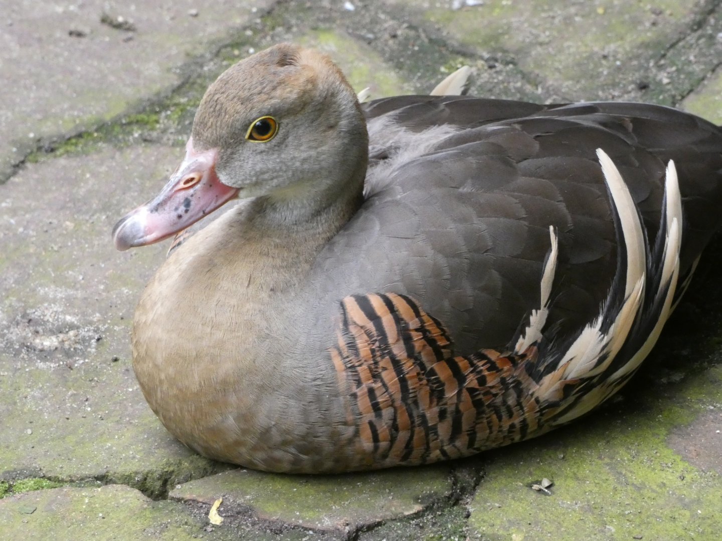 Bird ID? - Weltvogelpark Walsrode