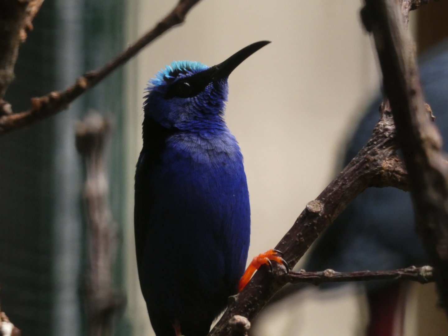 Bird ID? - Weltvogelpark Walsrode