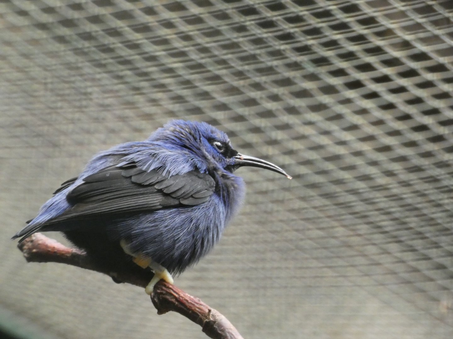 Bird ID? - Weltvogelpark Walsrode