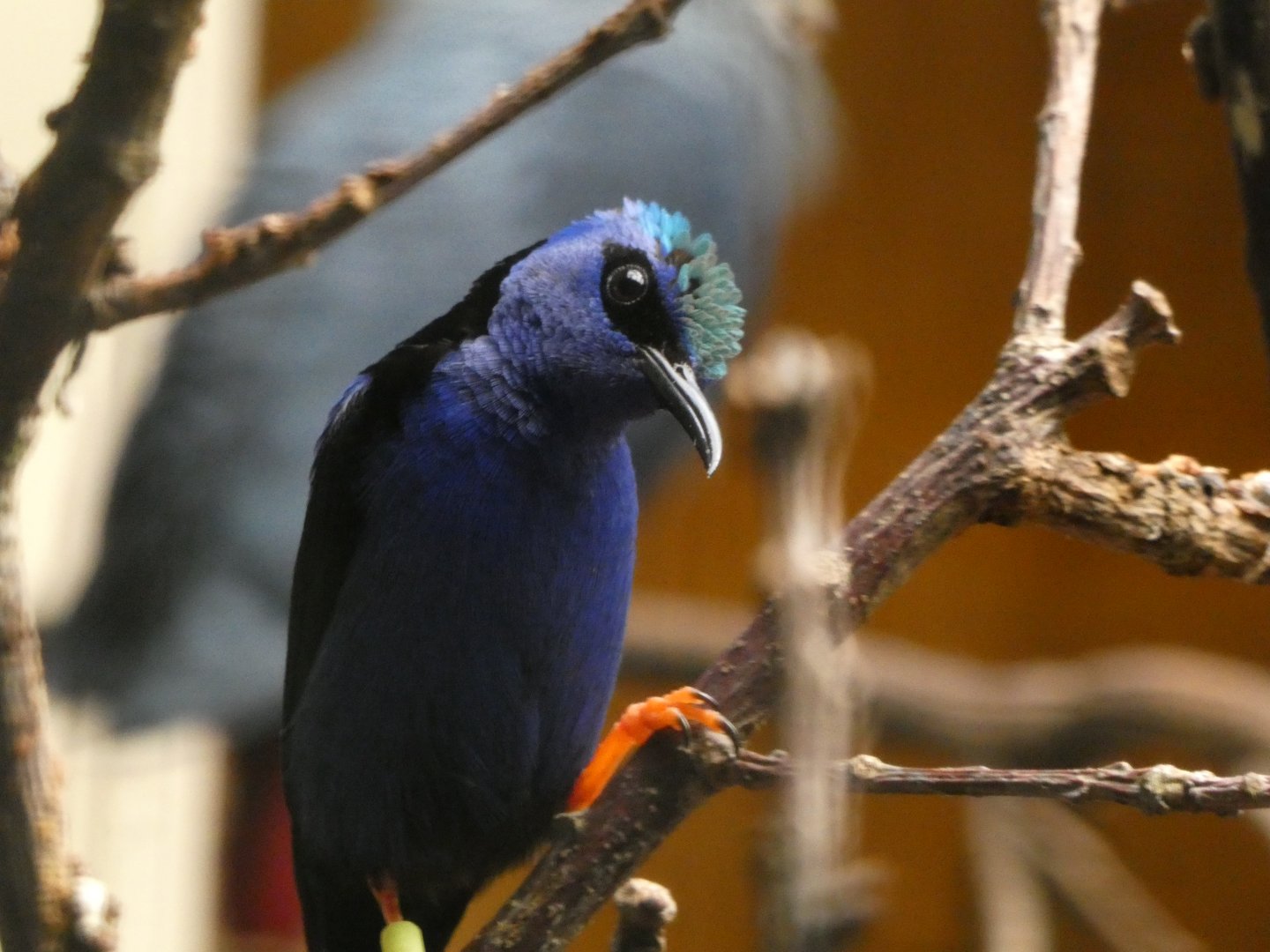 Bird ID? - Weltvogelpark Walsrode