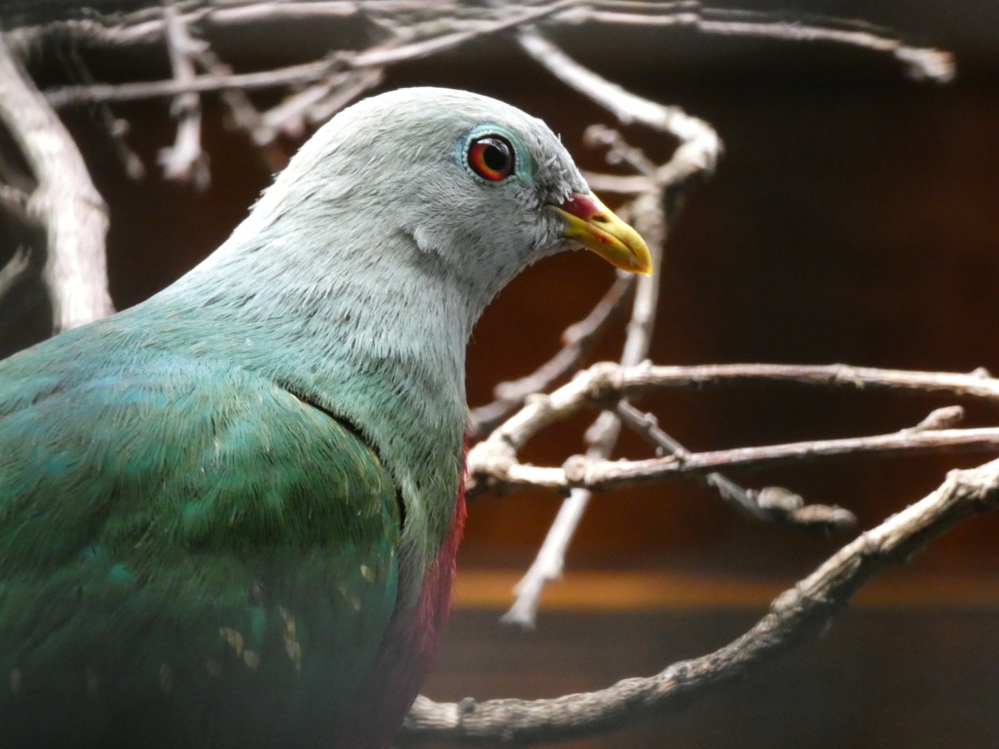 Bird ID? - Weltvogelpark Walsrode