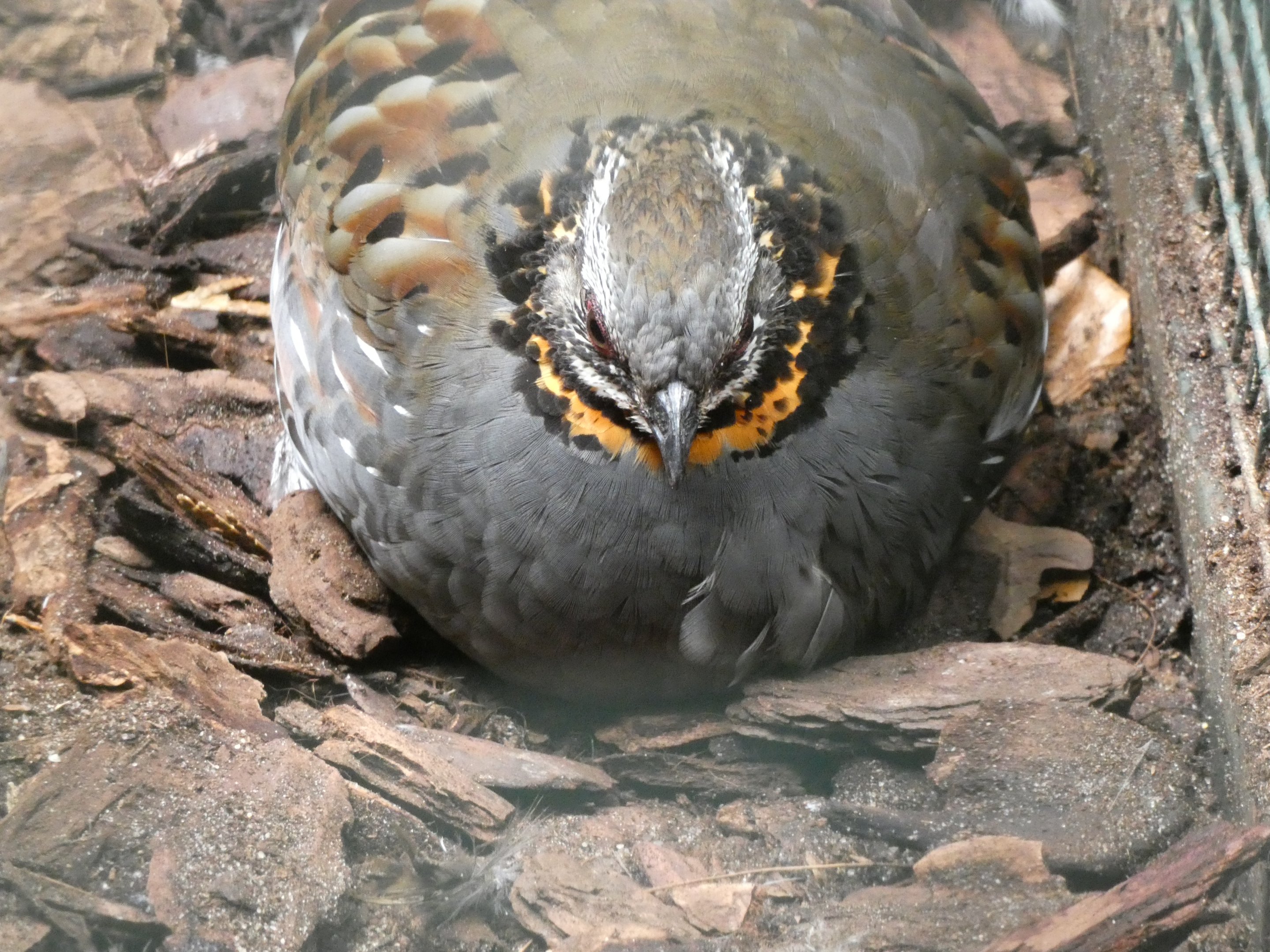 Bird ID? - Weltvogelpark Walsrode