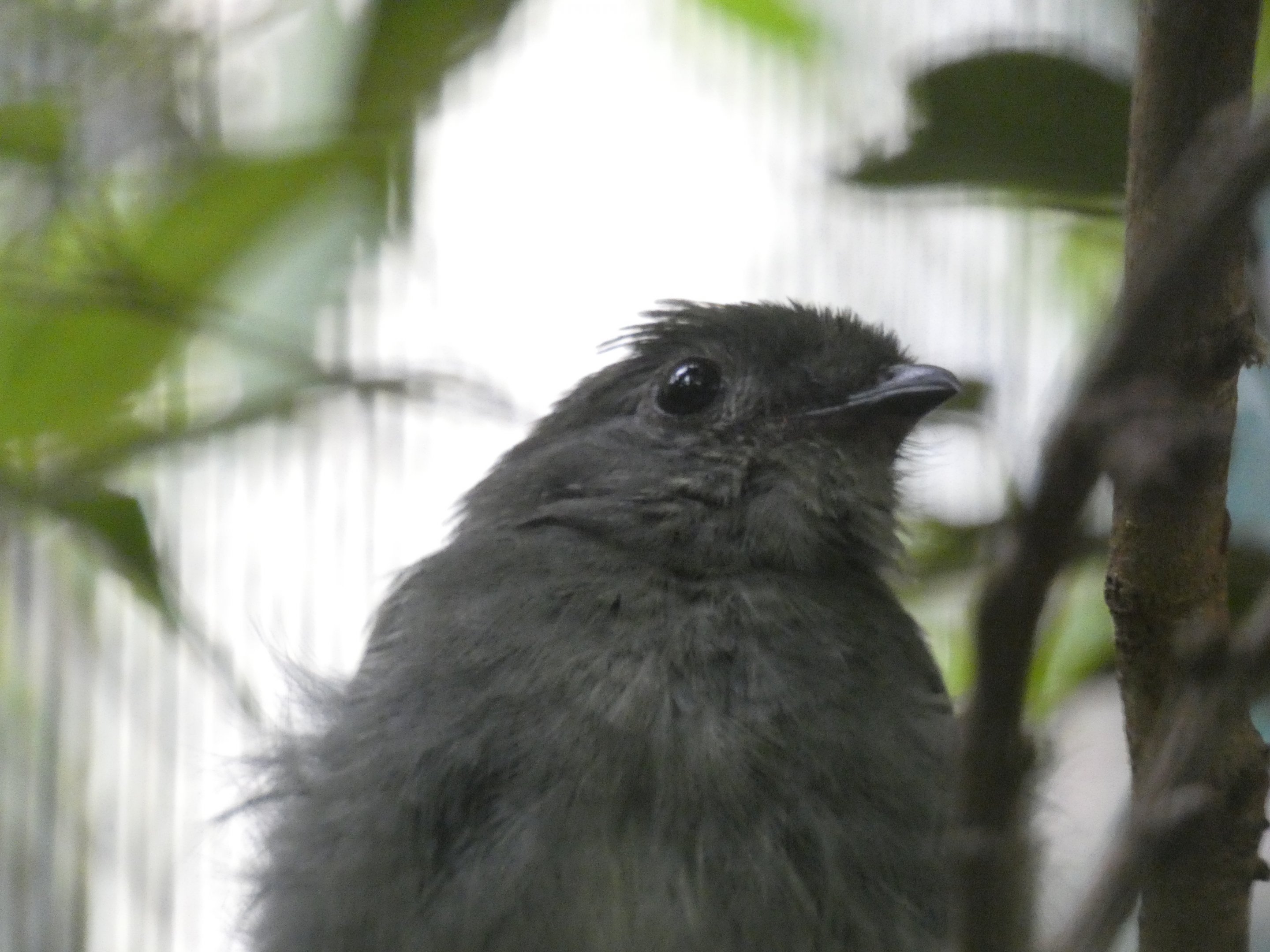 Bird ID? - Weltvogelpark Walsrode