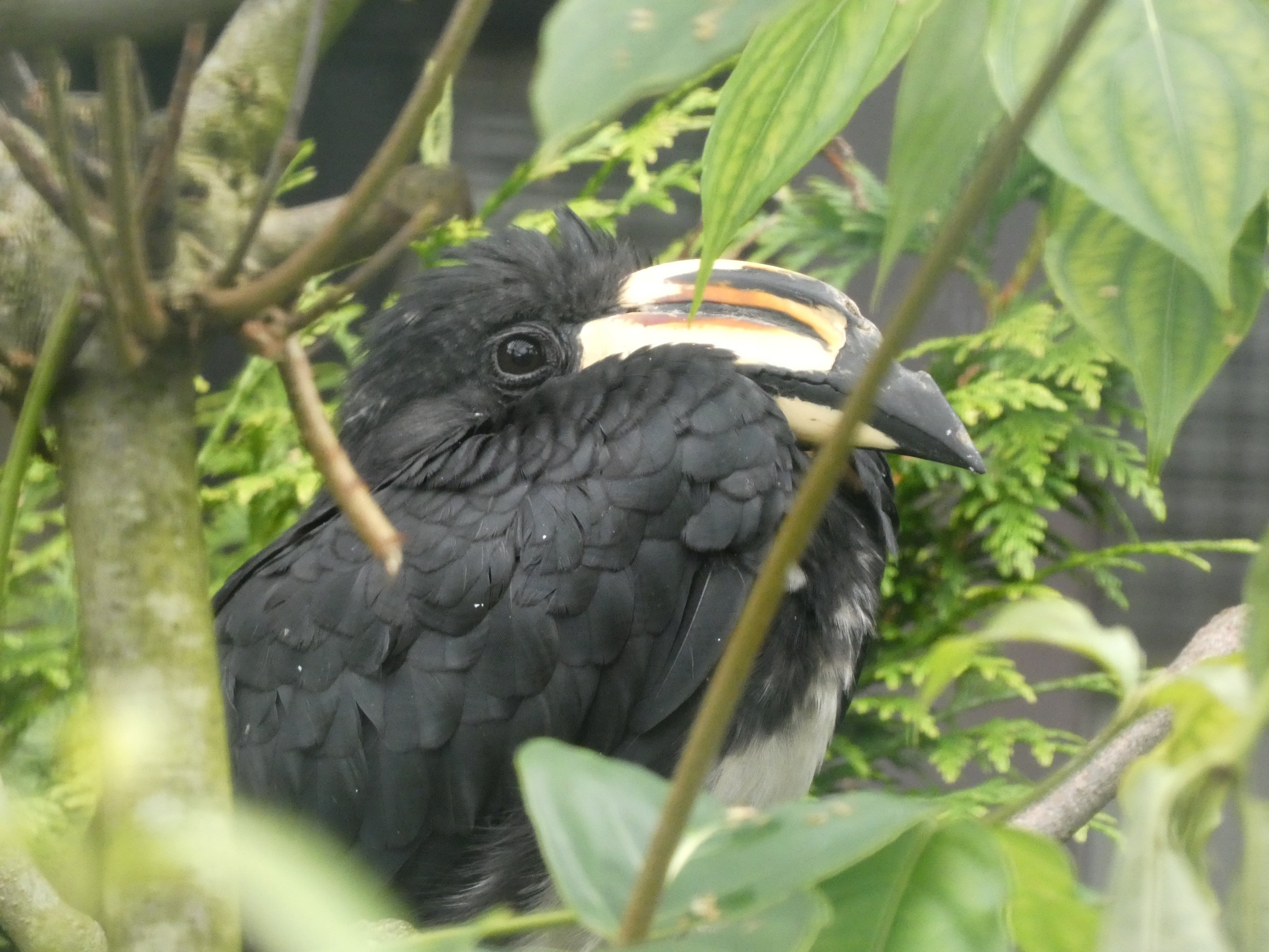 Bird ID? - Weltvogelpark Walsrode
