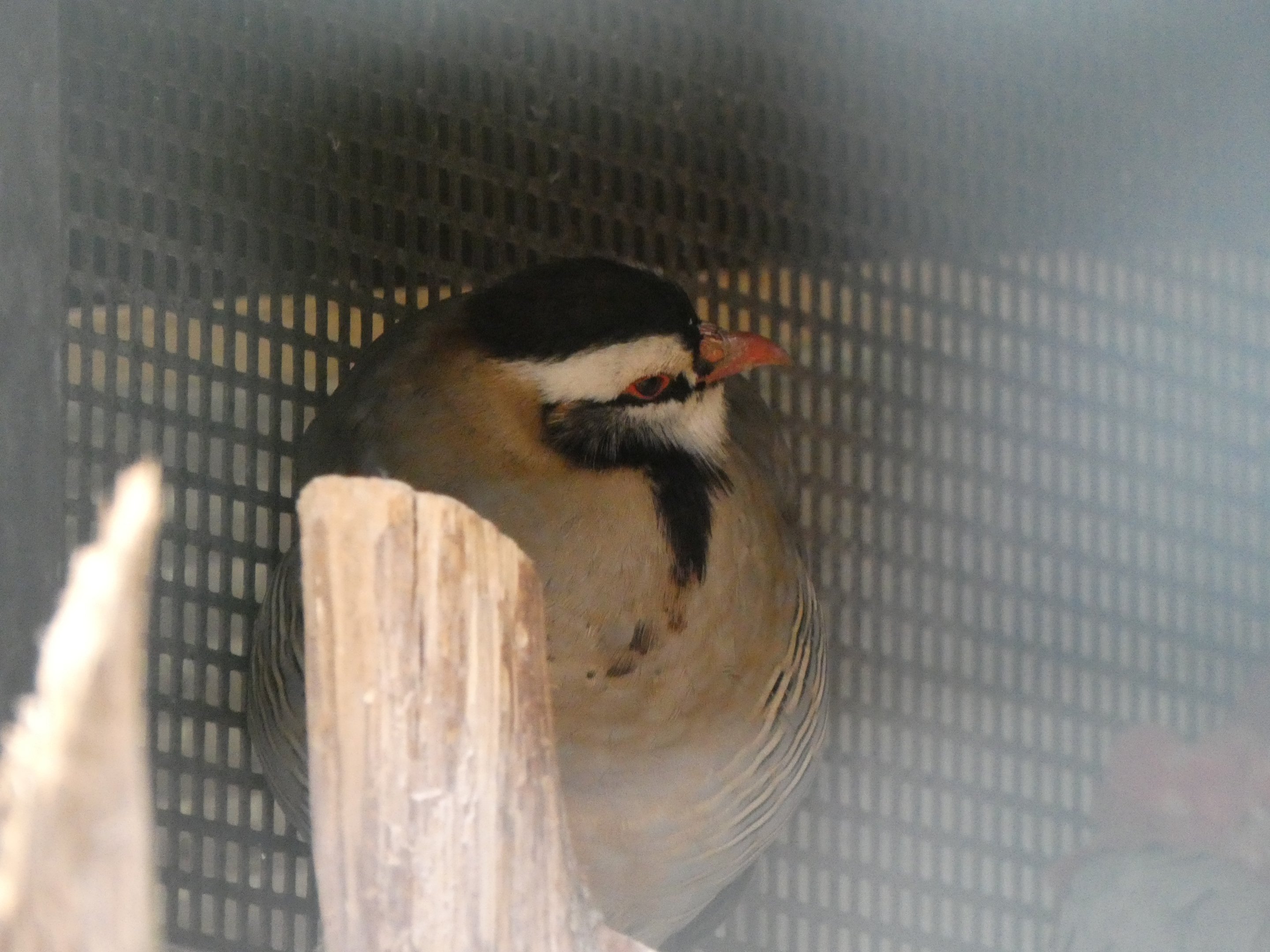 Bird ID? - Weltvogelpark Walsrode