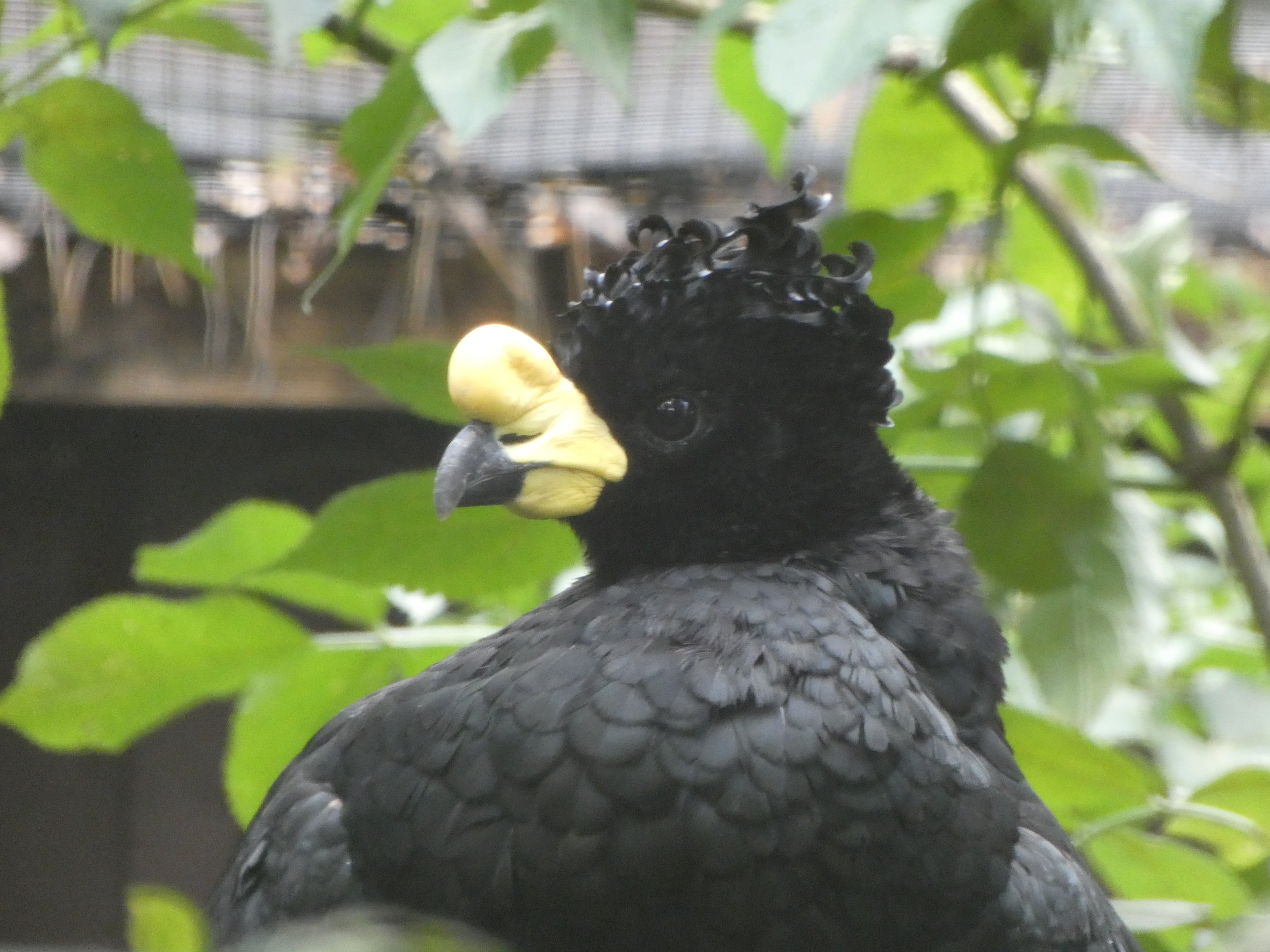 Bird ID? - Weltvogelpark Walsrode