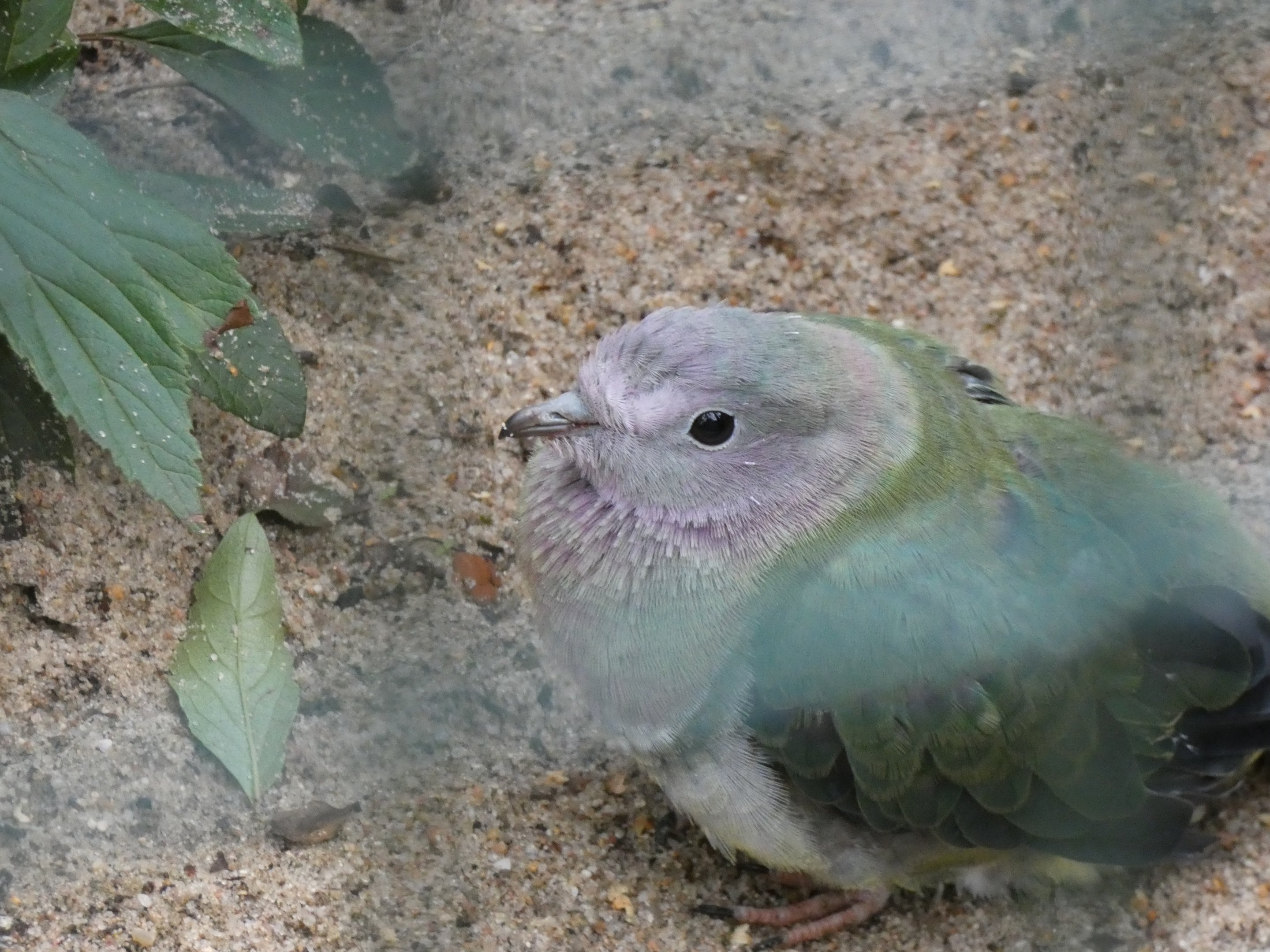 Bird ID? - Weltvogelpark Walsrode