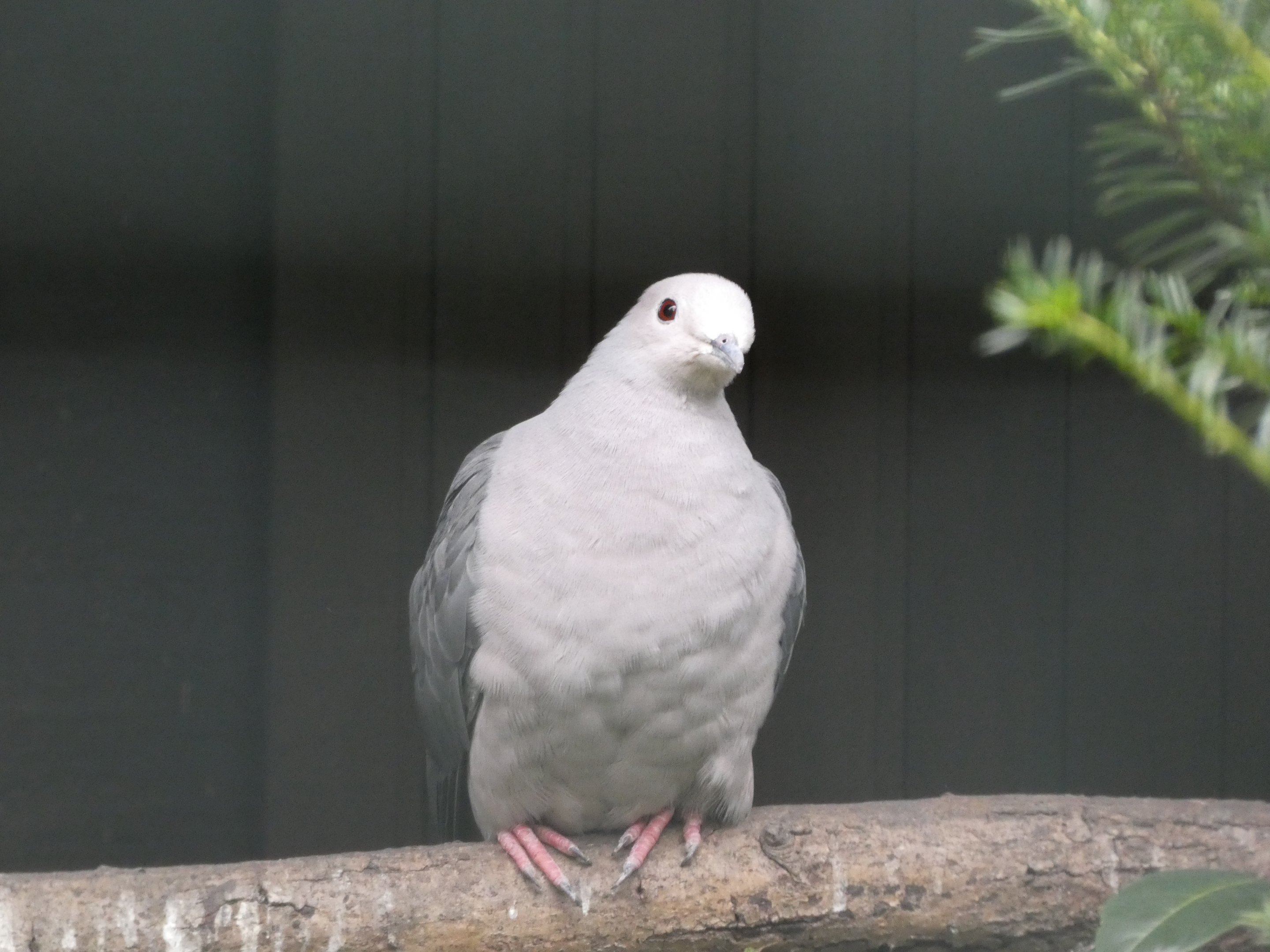 Bird ID? - Weltvogelpark Walsrode