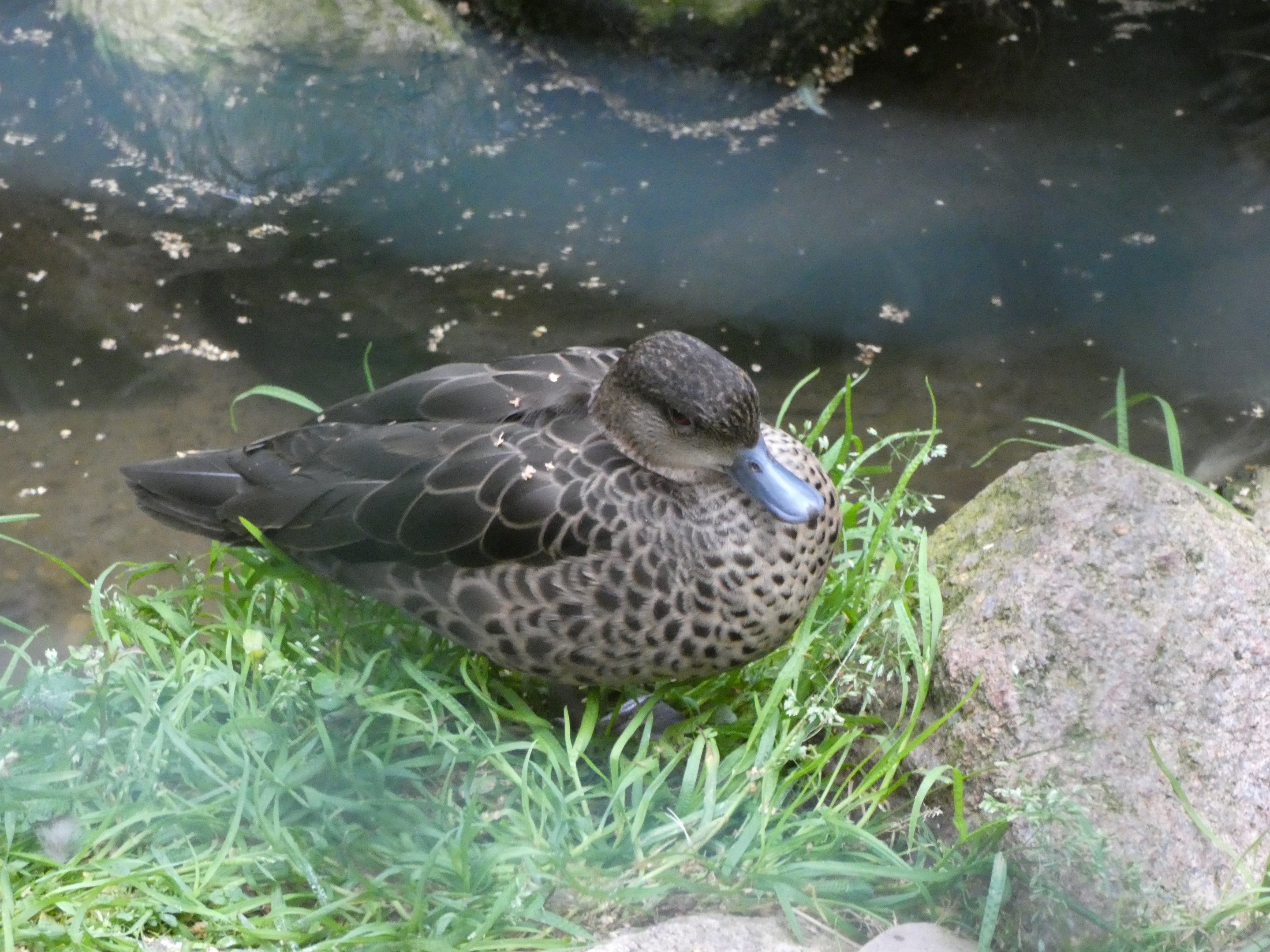 Bird ID? - Weltvogelpark Walsrode