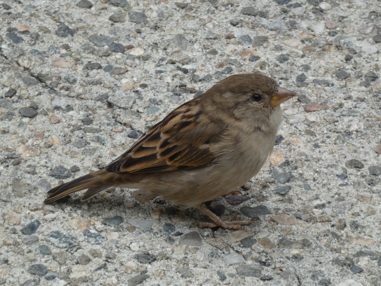 Bird ID? - Wild at Aquarium of the Pacific