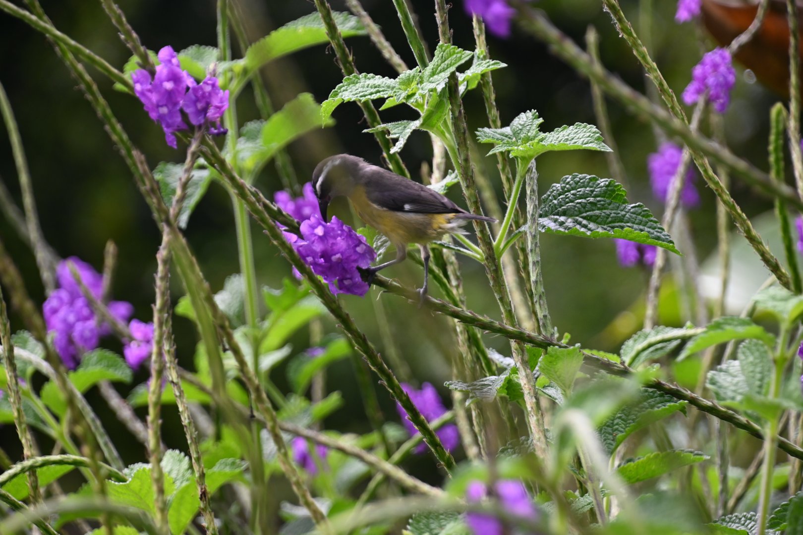 Bird ID? Wild in Costa Rica