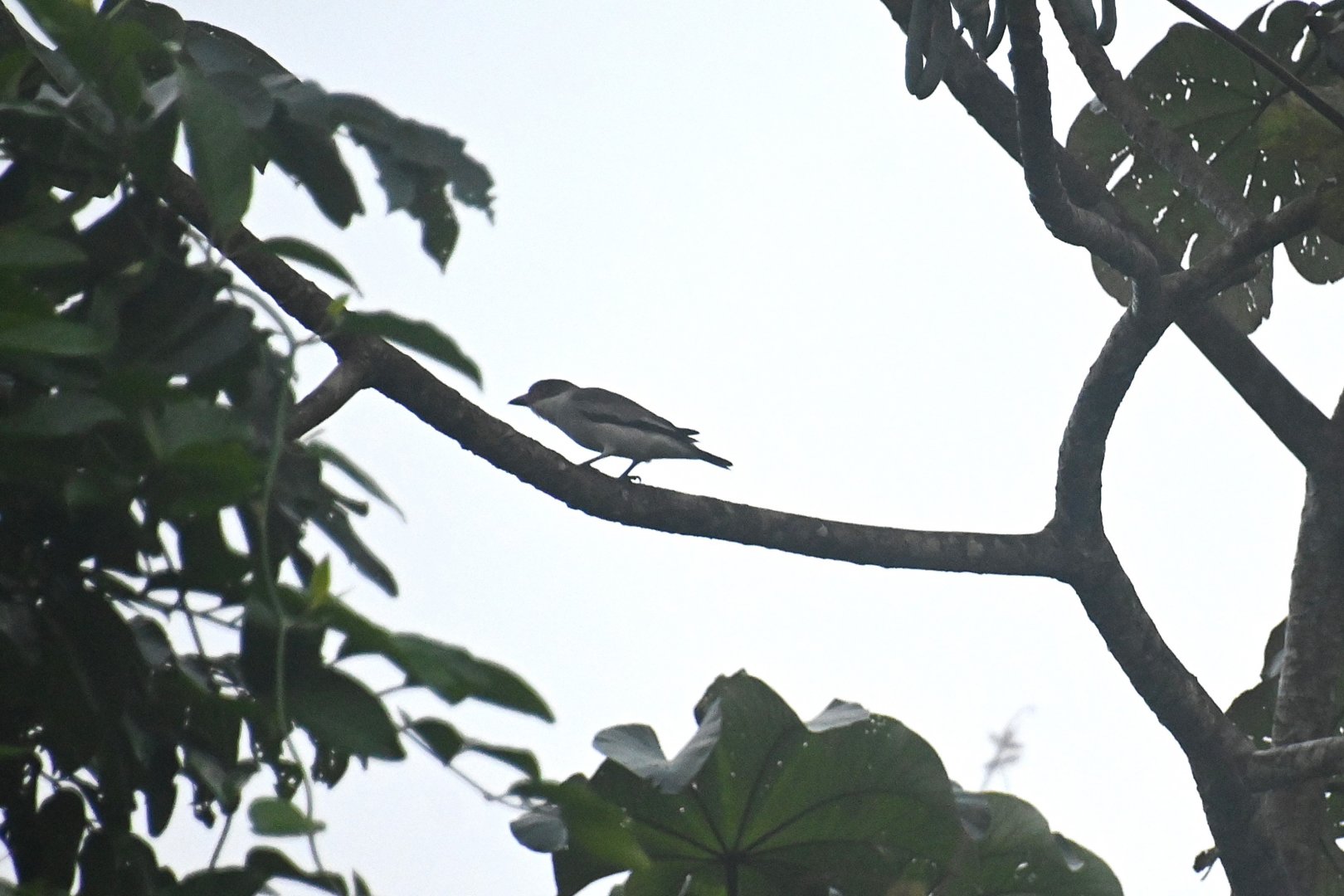 Bird ID, Wild in Mexico