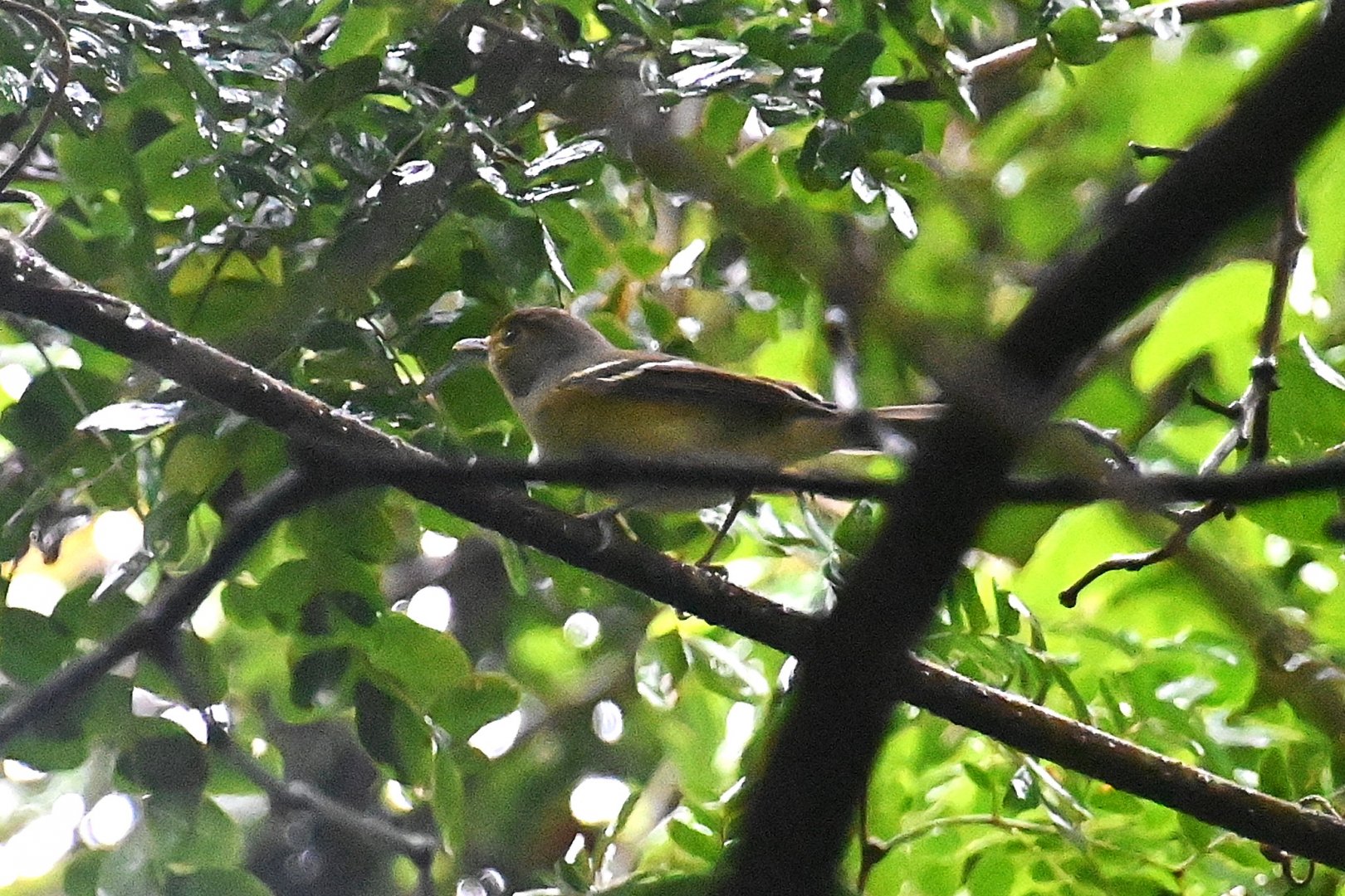 Bird ID, Wild in Mexico