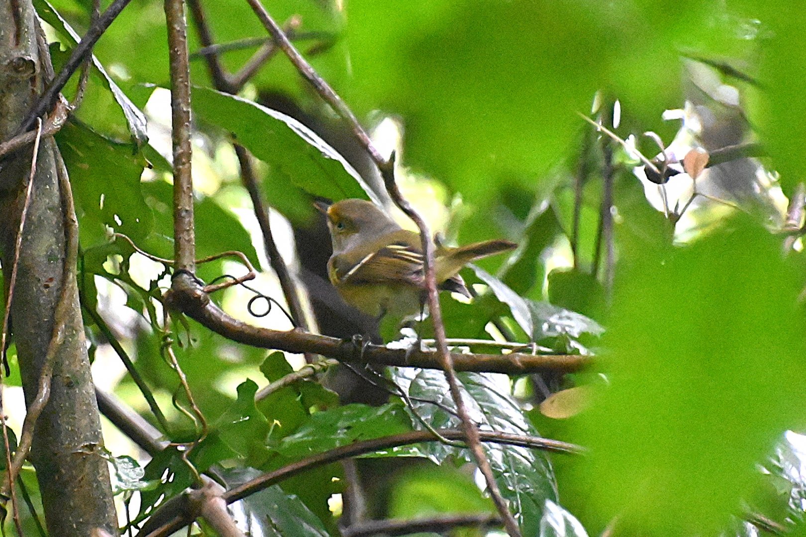 Bird ID, Wild in Mexico