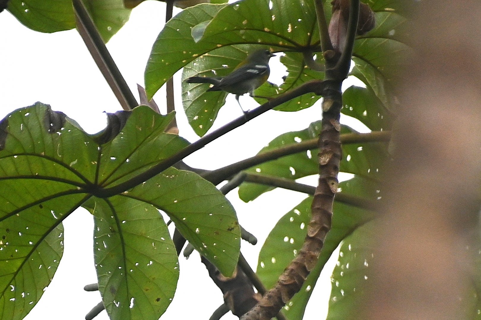 Bird ID, Wild in Mexico