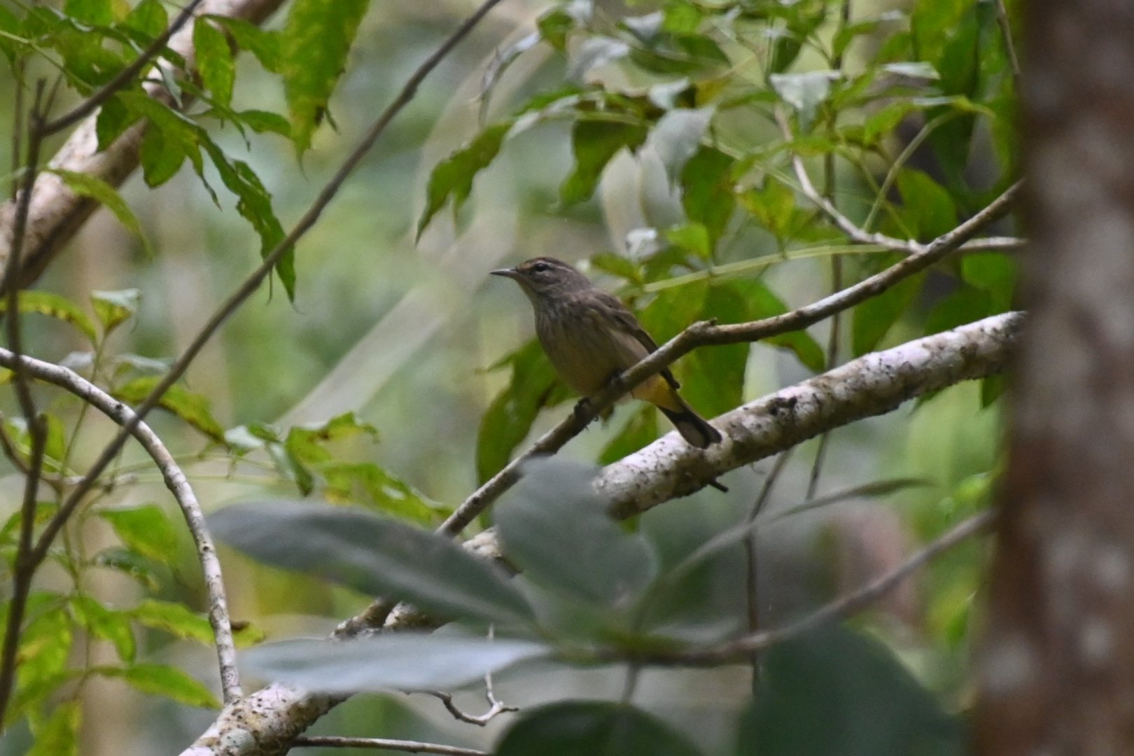 Bird ID, Wild in Mexico