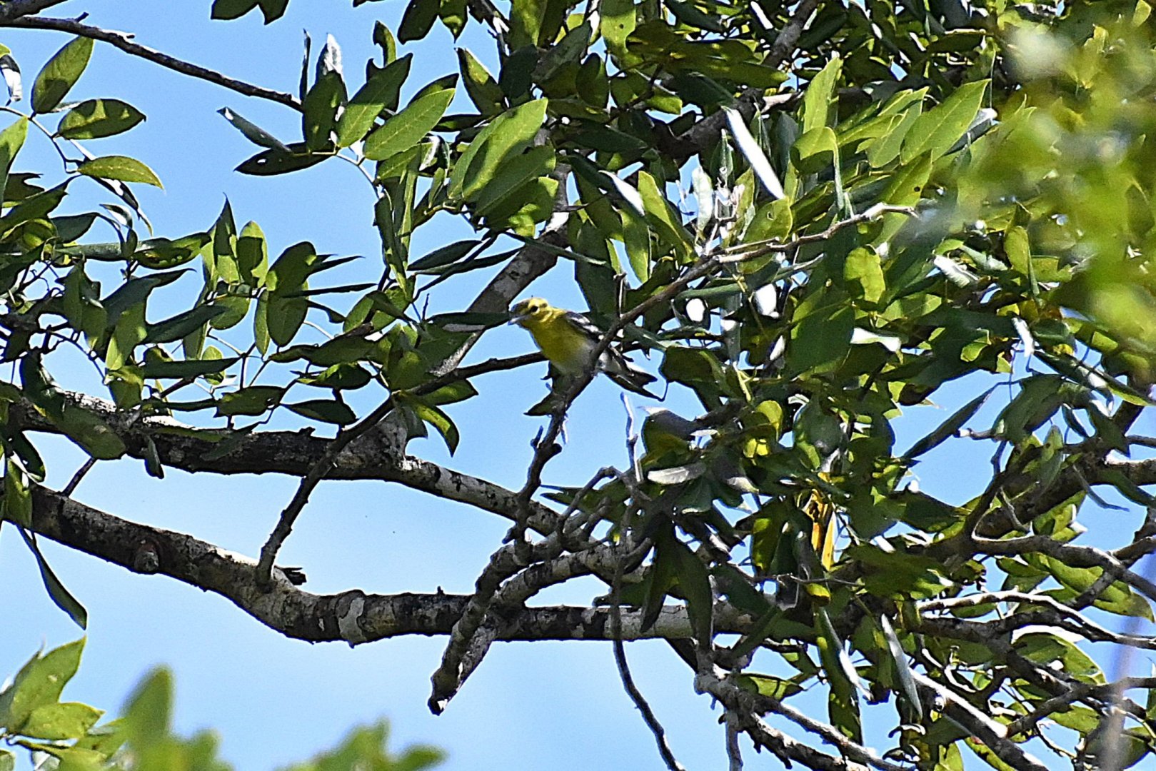 Bird ID, Wild in Mexico