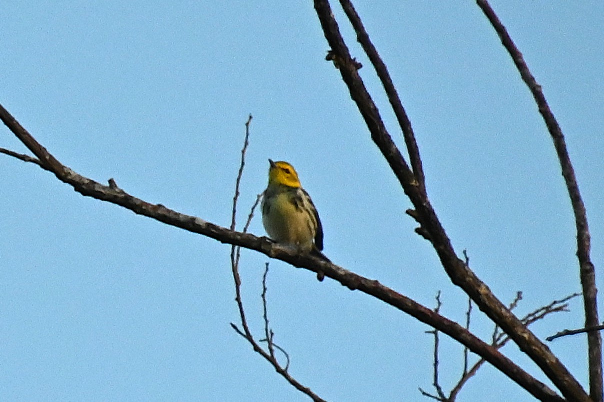 Bird ID, Wild in Mexico