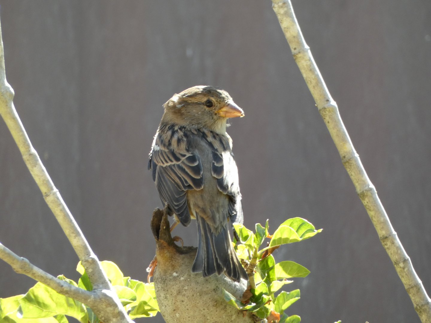 Bird ID? - Wild in San Diego Zoo Safari Park