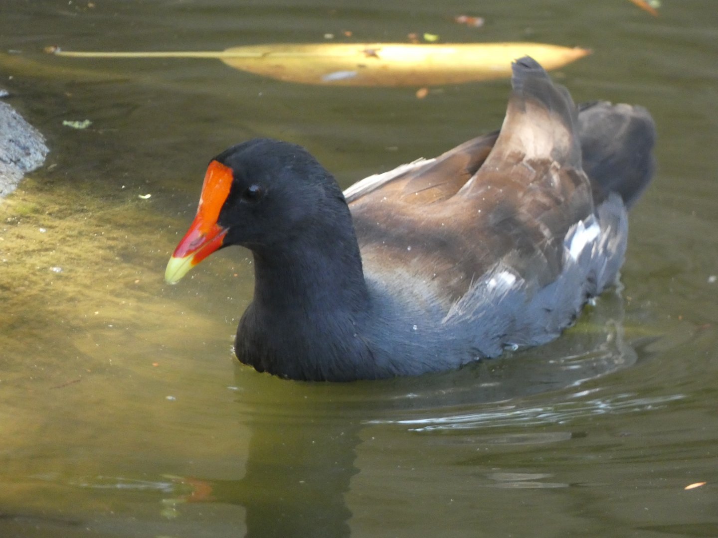 Bird ID? - Wild in San Diego Zoo Safari Park