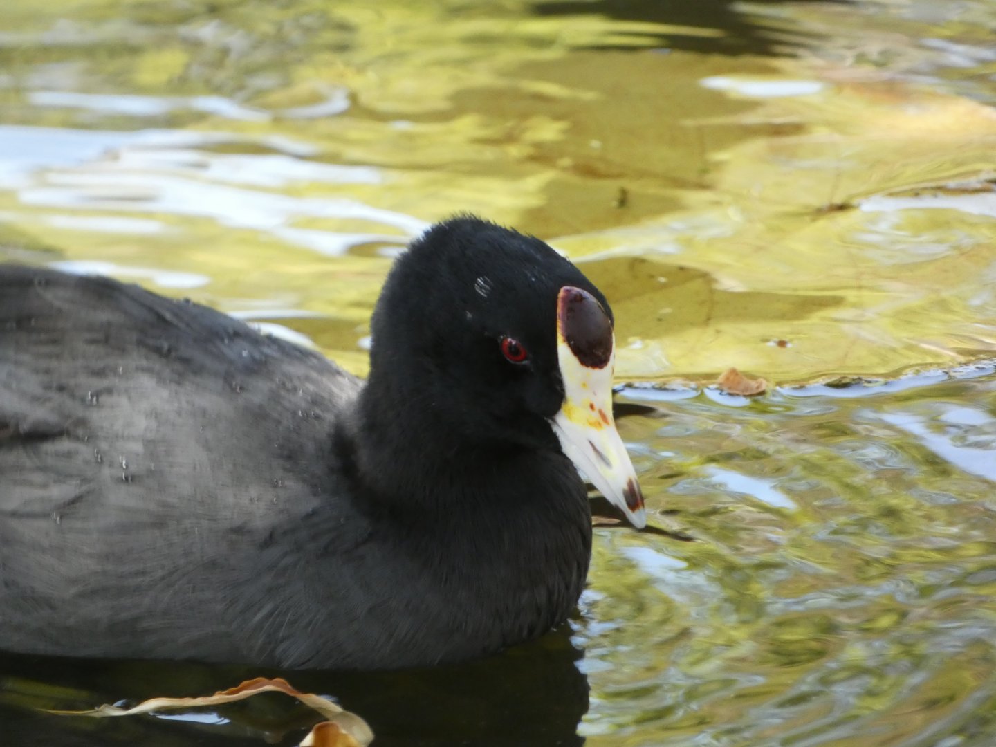 Bird ID? - Wild in San Diego Zoo Safari Park