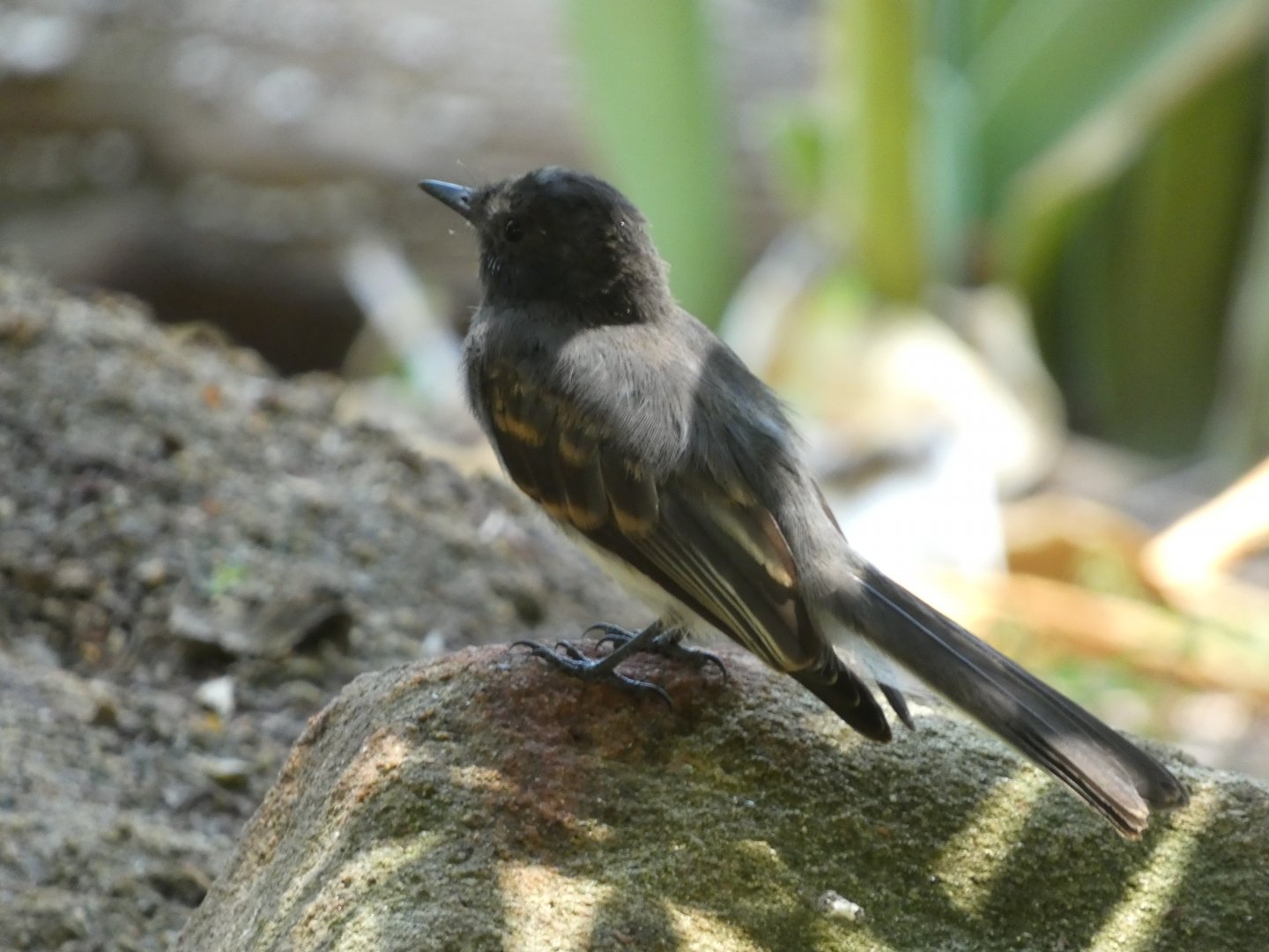 Bird ID? - Wild in San Diego Zoo Safari Park