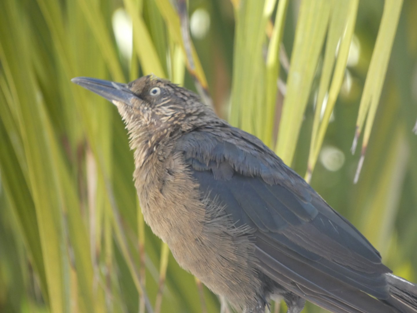 Bird ID? - Wild in Santa Barbara Zoo