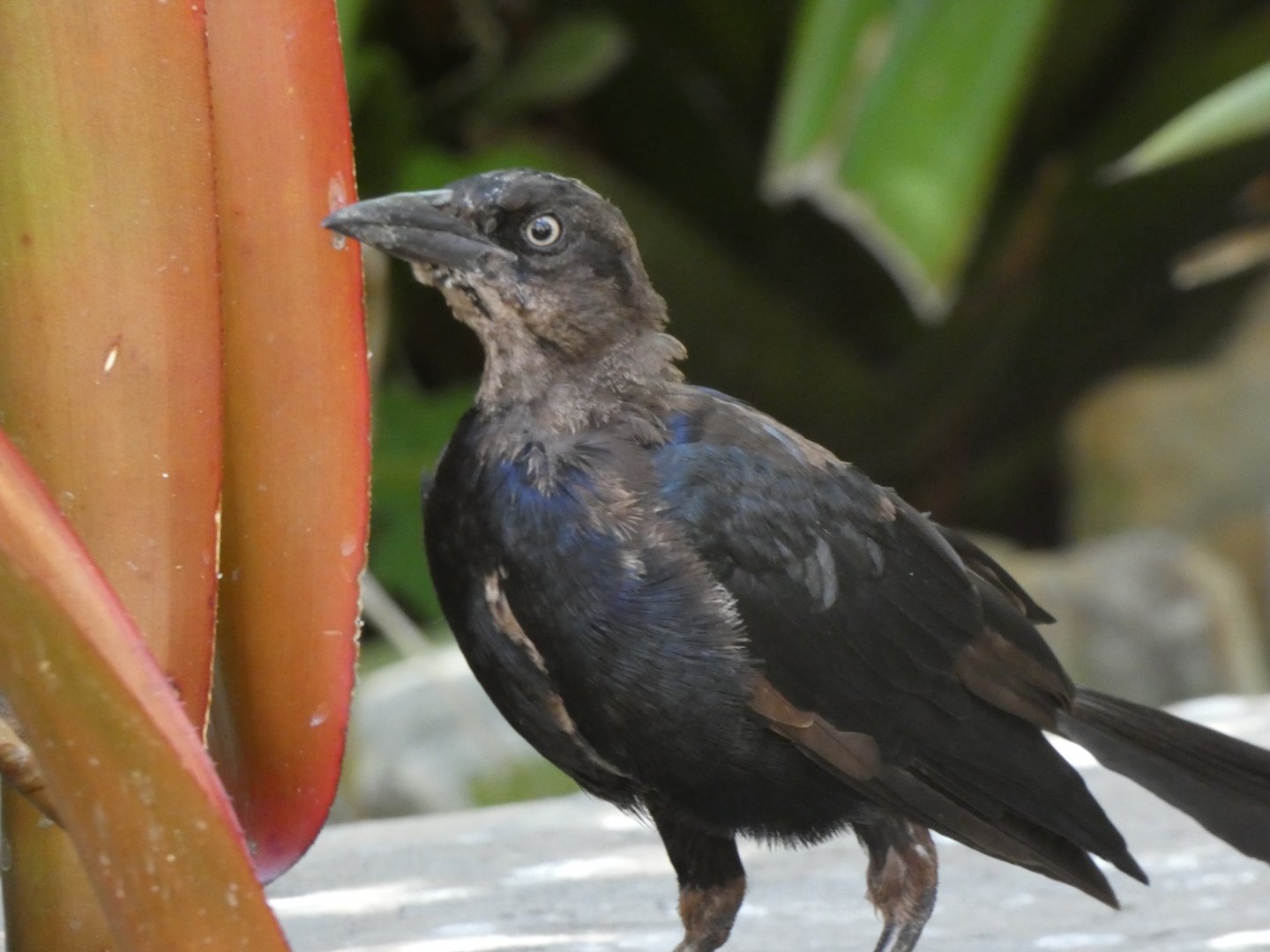 Bird ID? - Wild in Santa Barbara Zoo