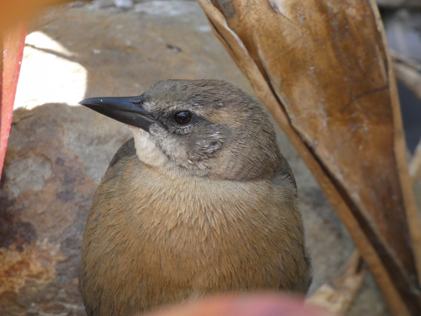 Bird ID? - Wild in Santa Barbara Zoo