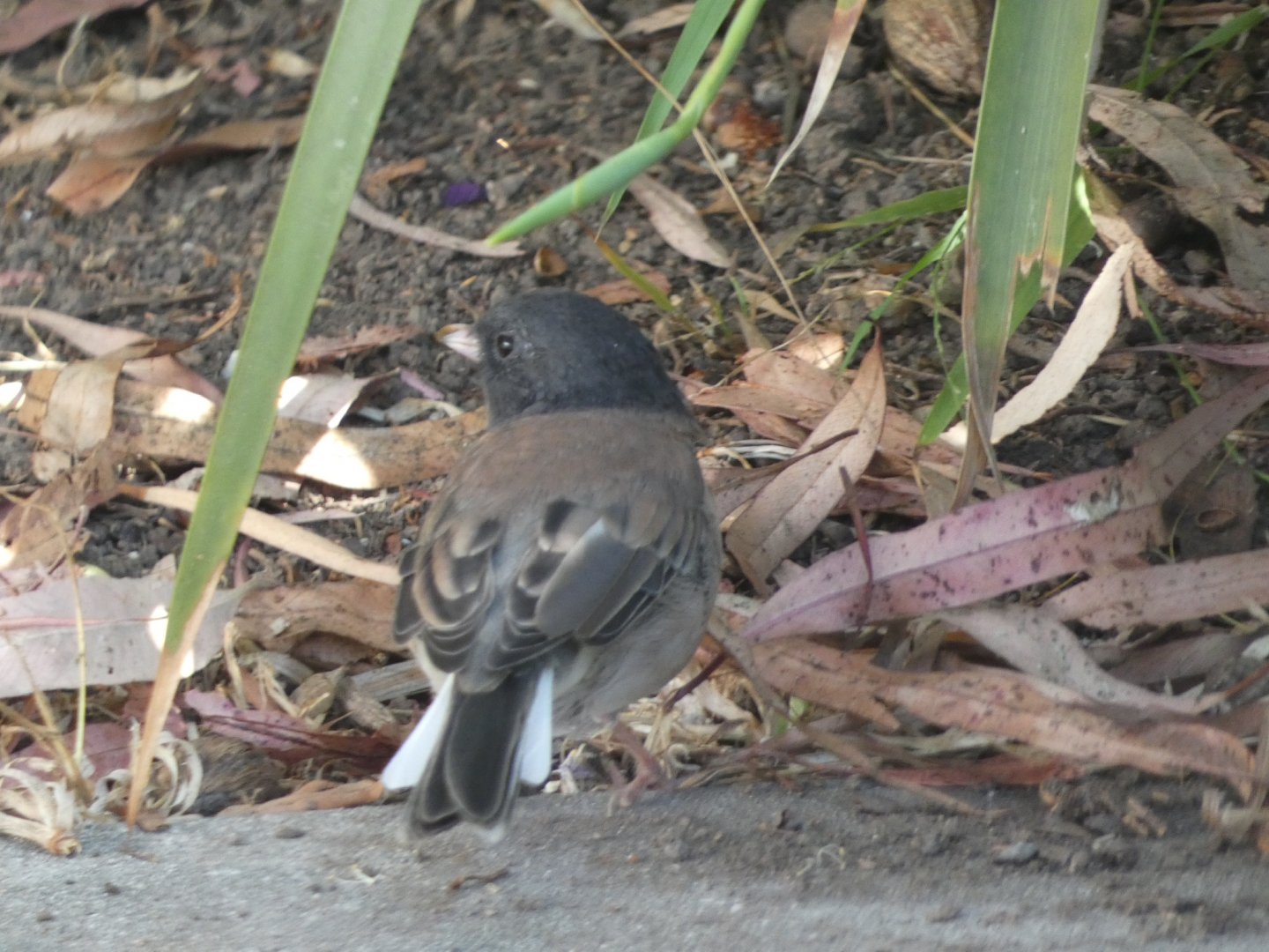 Bird ID? - Wild in Santa Barbara Zoo