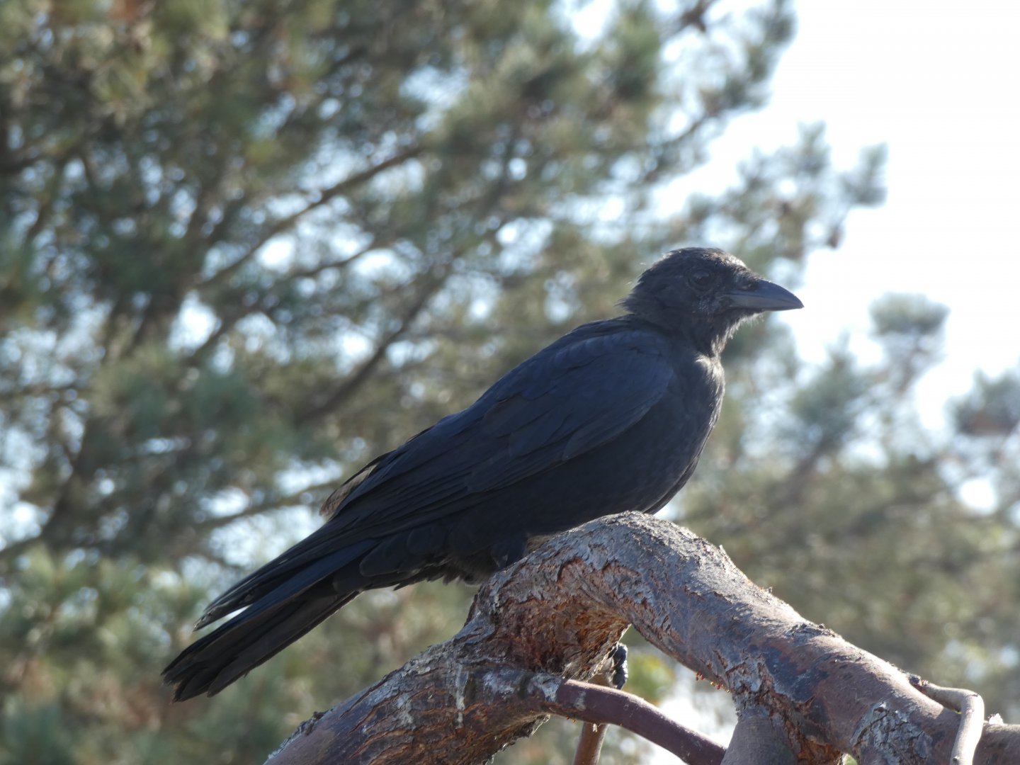 Bird ID? - Wild in Seaworld San Diego