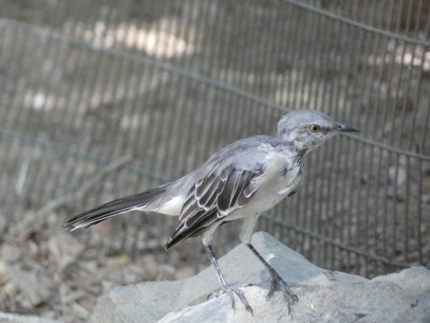 Bird ID? - Wild in The Living Desert