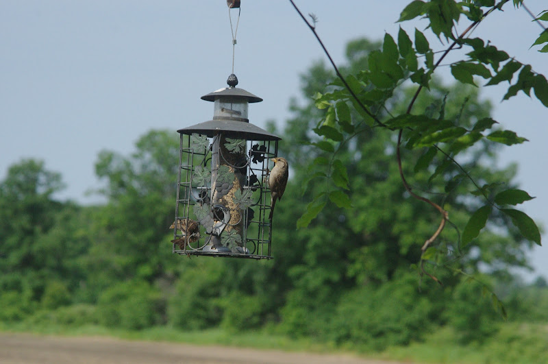 Bird ID? - wild in Toronto, Canada, 2014