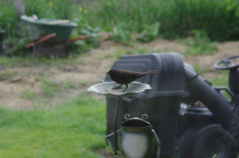 Bird ID? - wild in Toronto, Canada, 2014