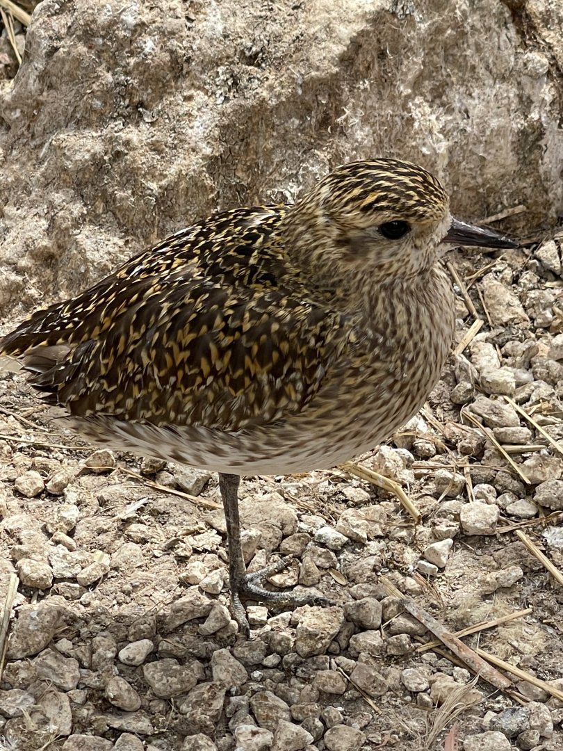 Bird ID? ~ Wildlife park Malta