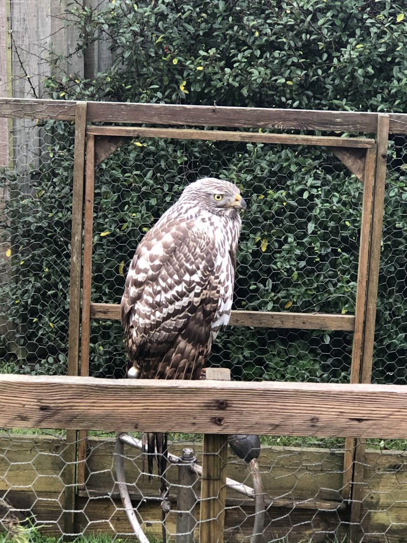 Bird ID? - Woodside wildlife park