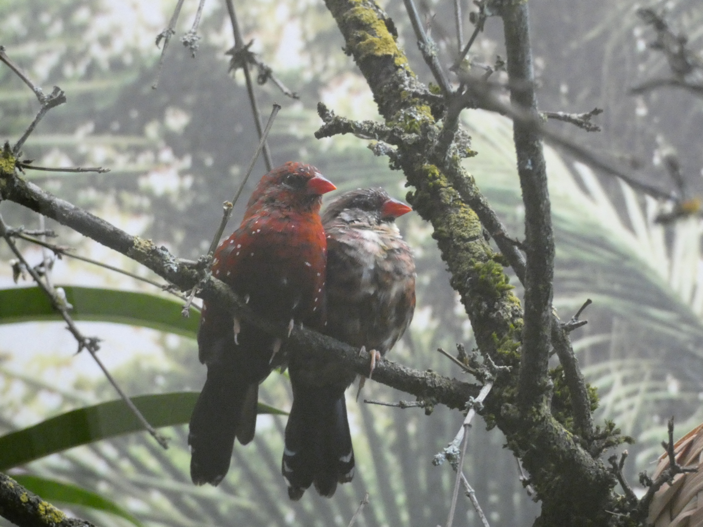 Bird ID? - Zoo Antwerpen