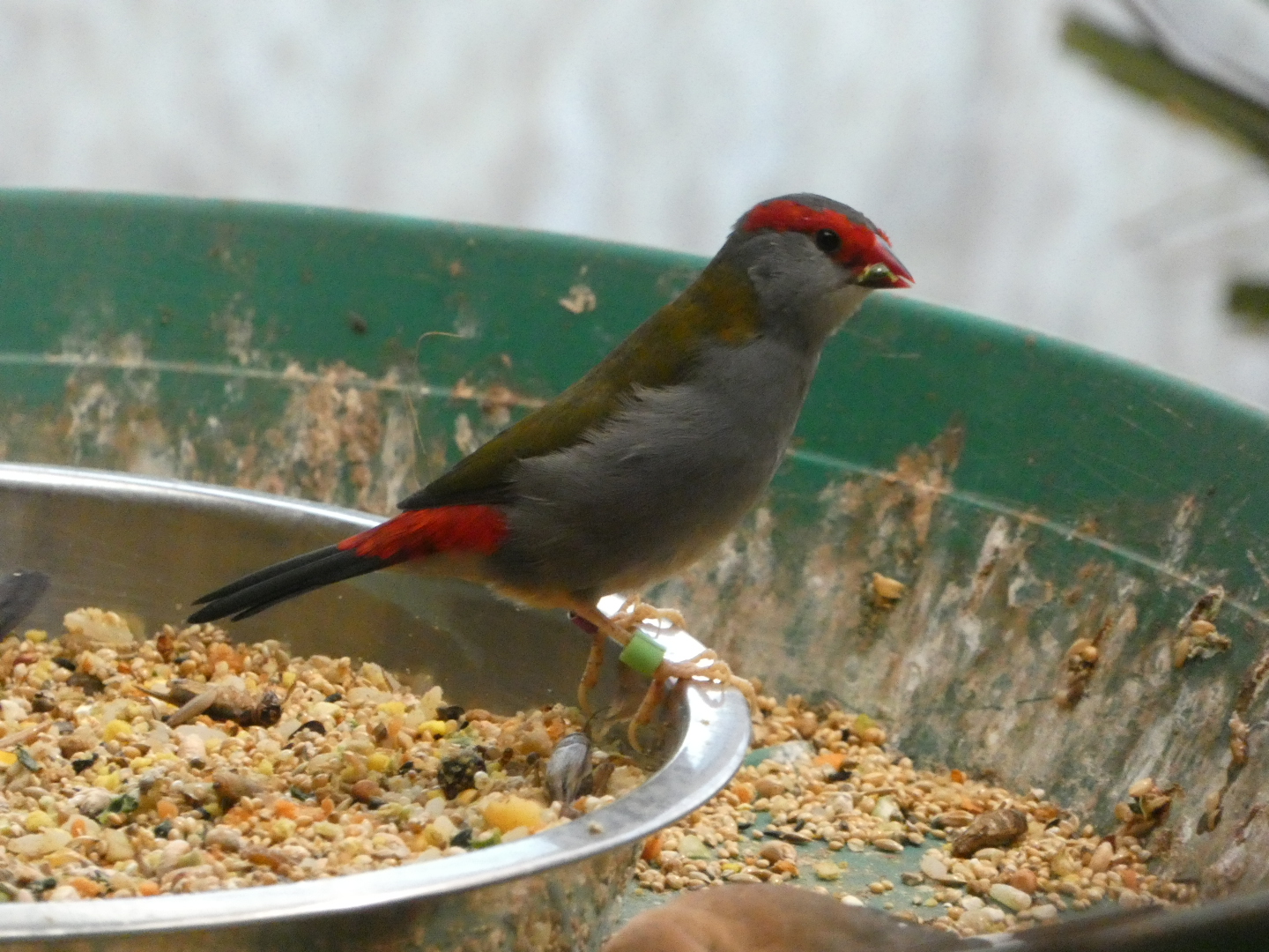 Bird ID? - Zoo Antwerpen