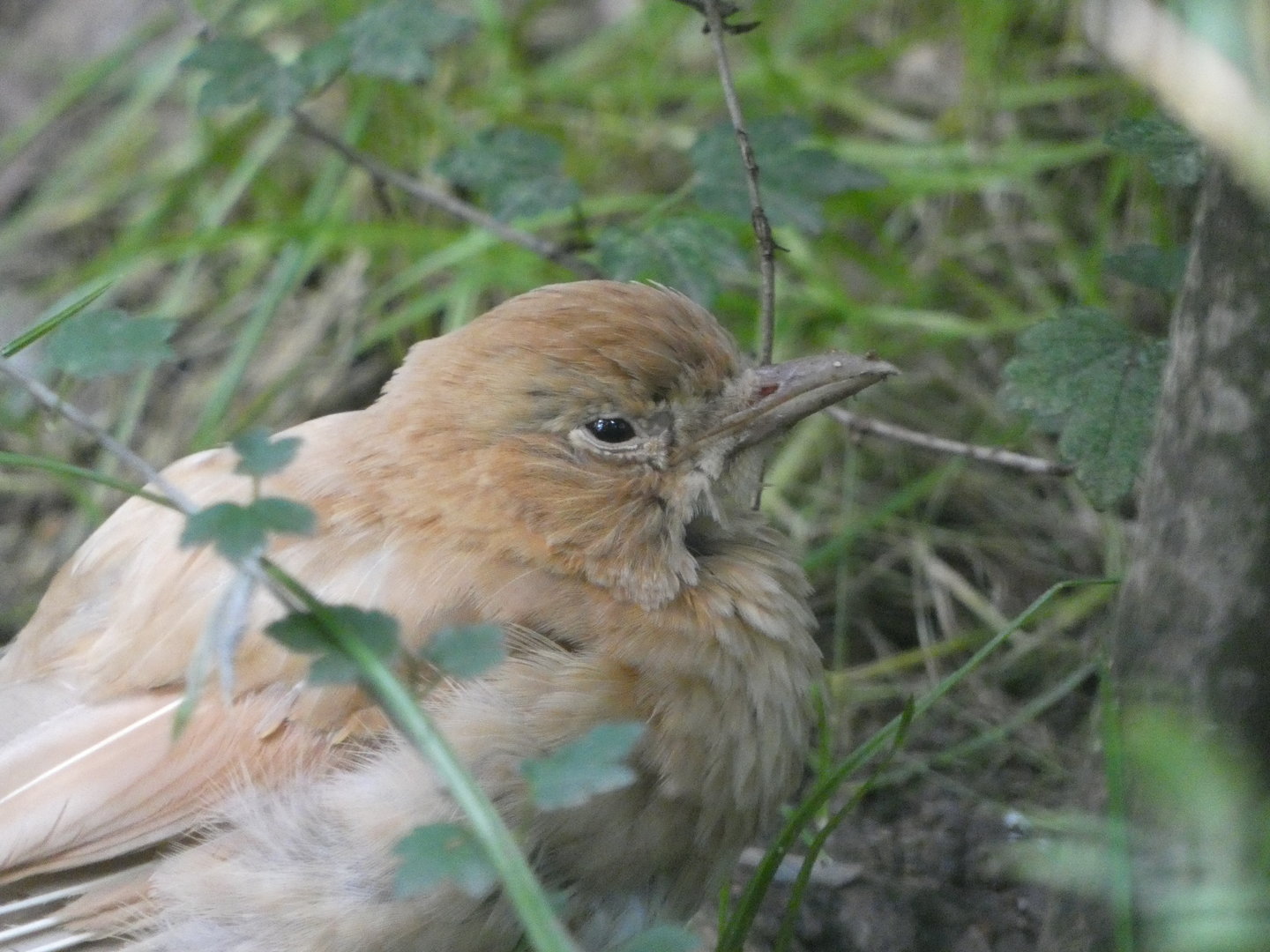 Bird ID? - Zoo Chomutov
