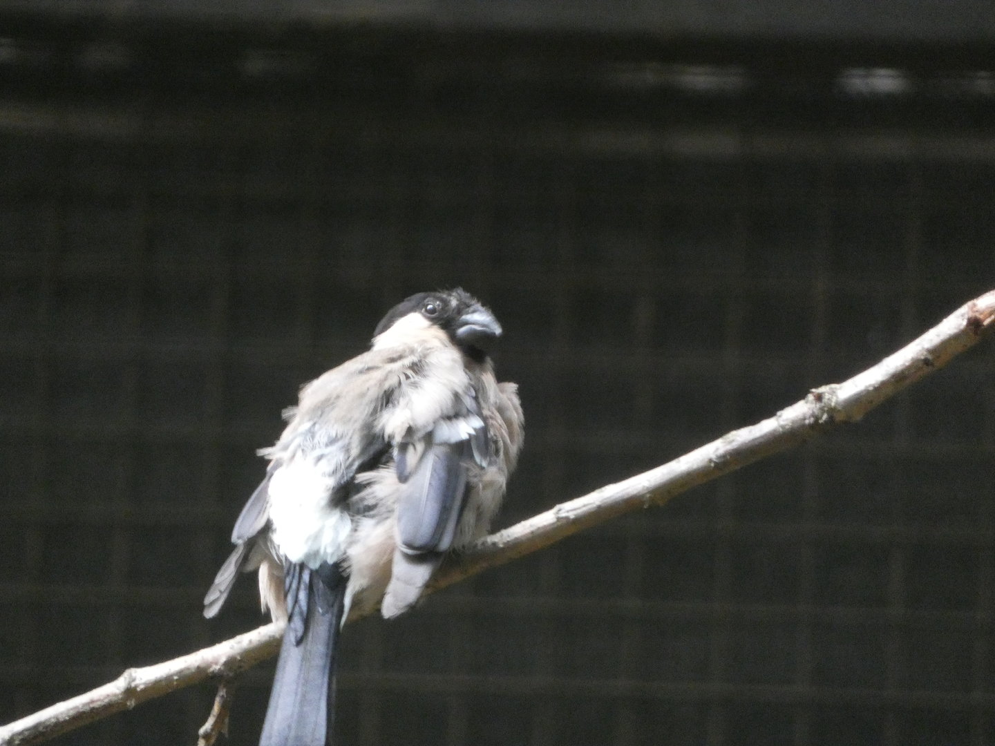 Bird ID? - Zoo Chomutov