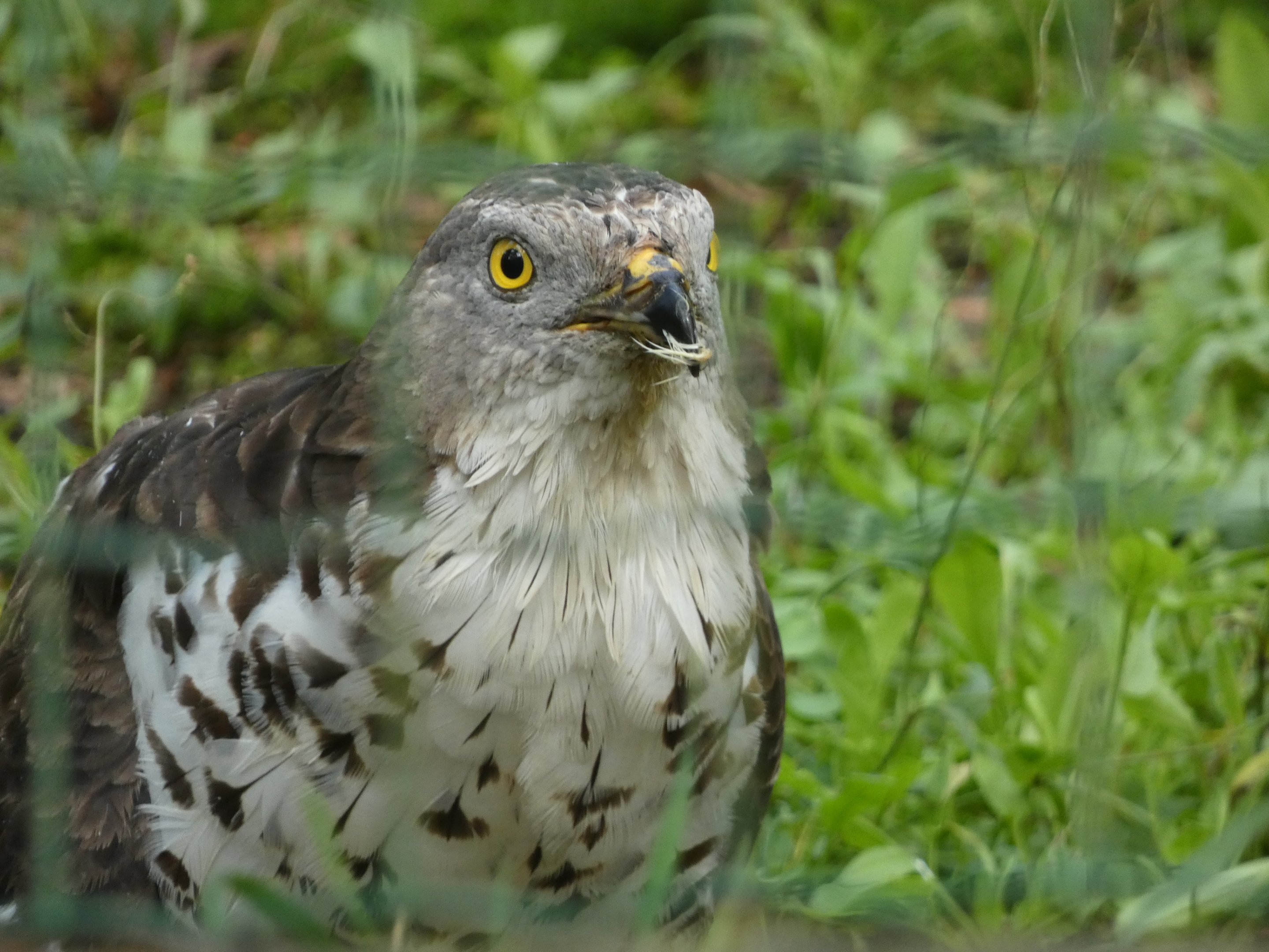 Bird ID? - Zoo Decin
