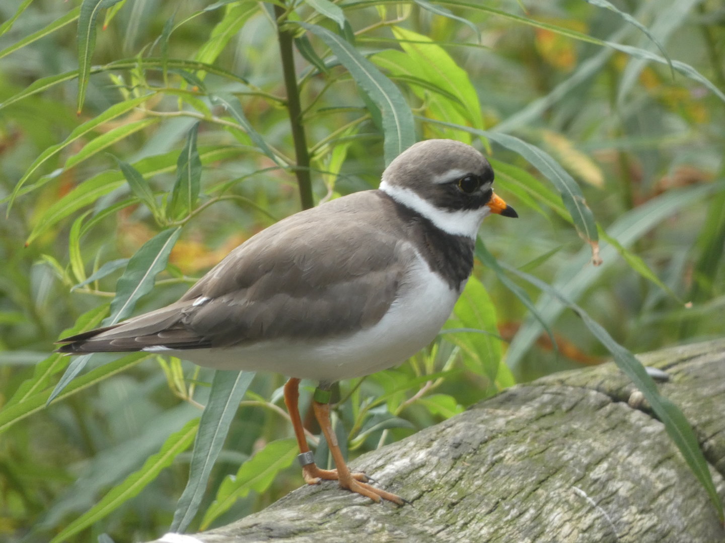 Bird ID - Zoo Dresden
