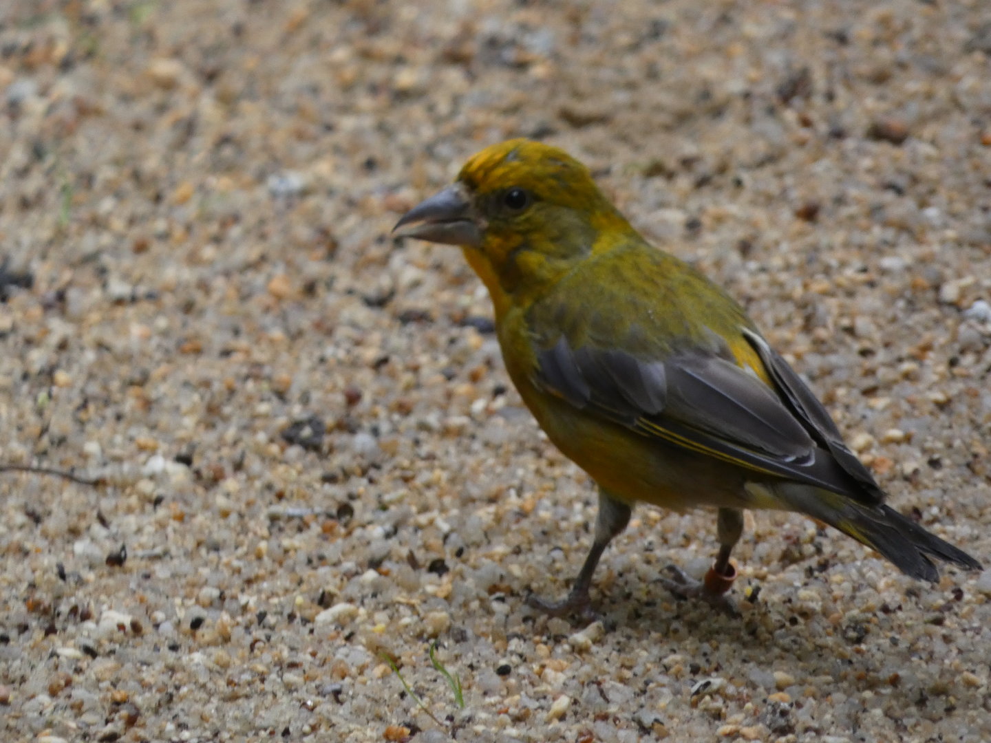 Bird ID - Zoo Hluboka