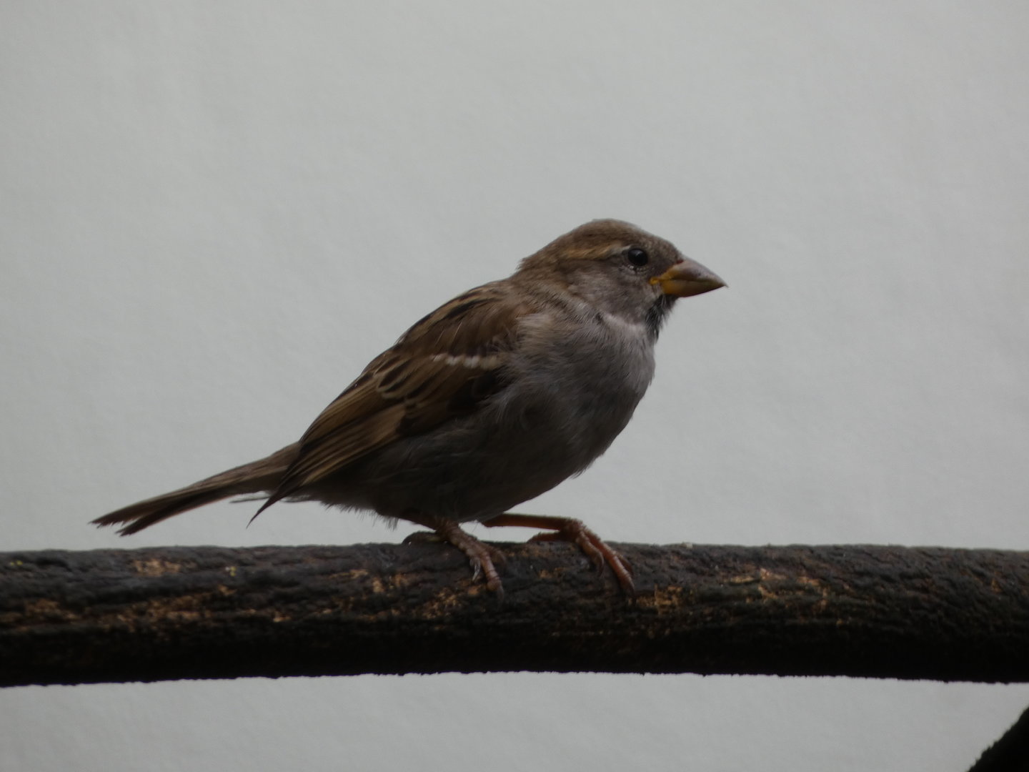 Bird ID - Zoo Hluboka