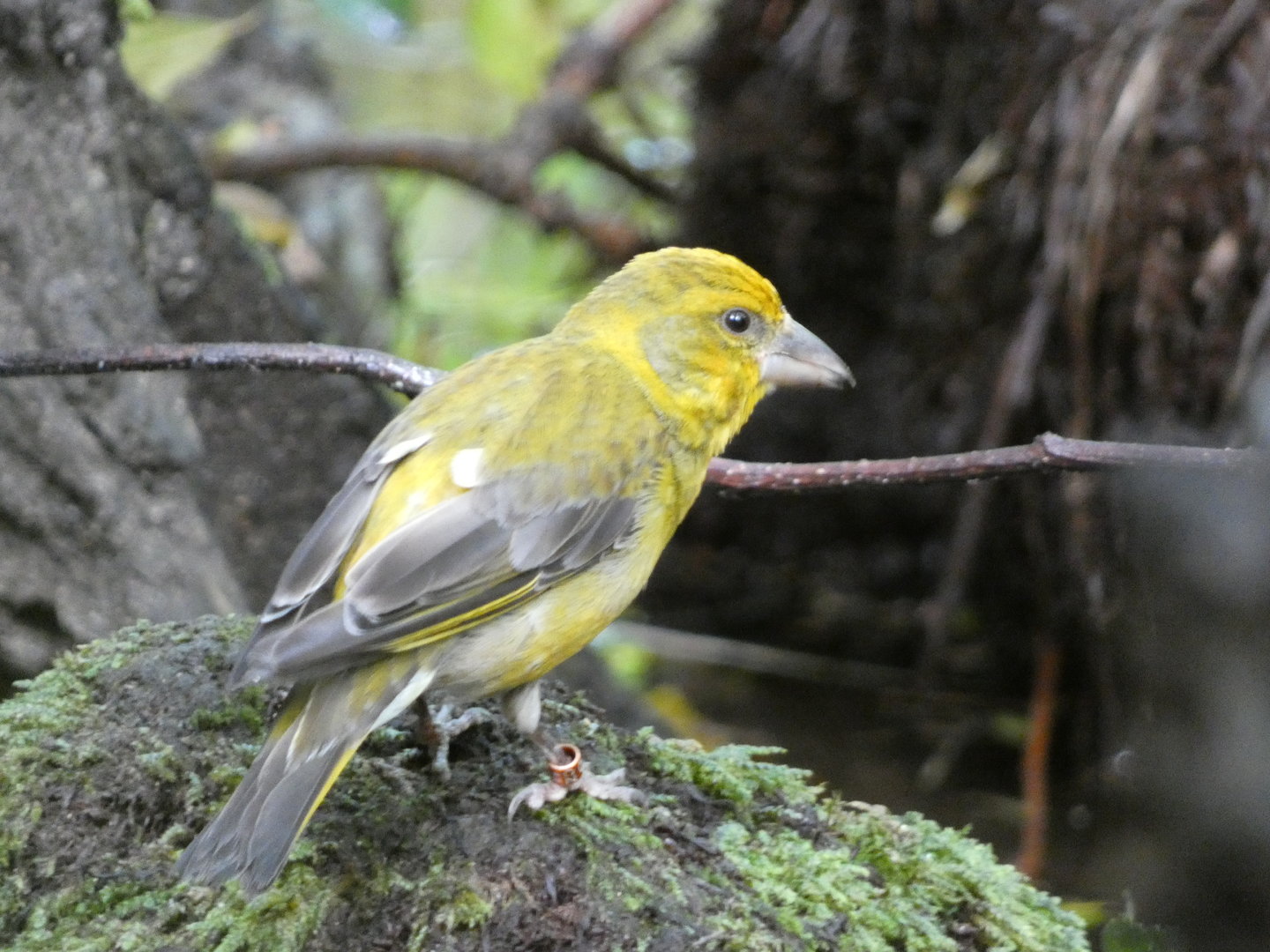 Bird ID - Zoo Hluboka